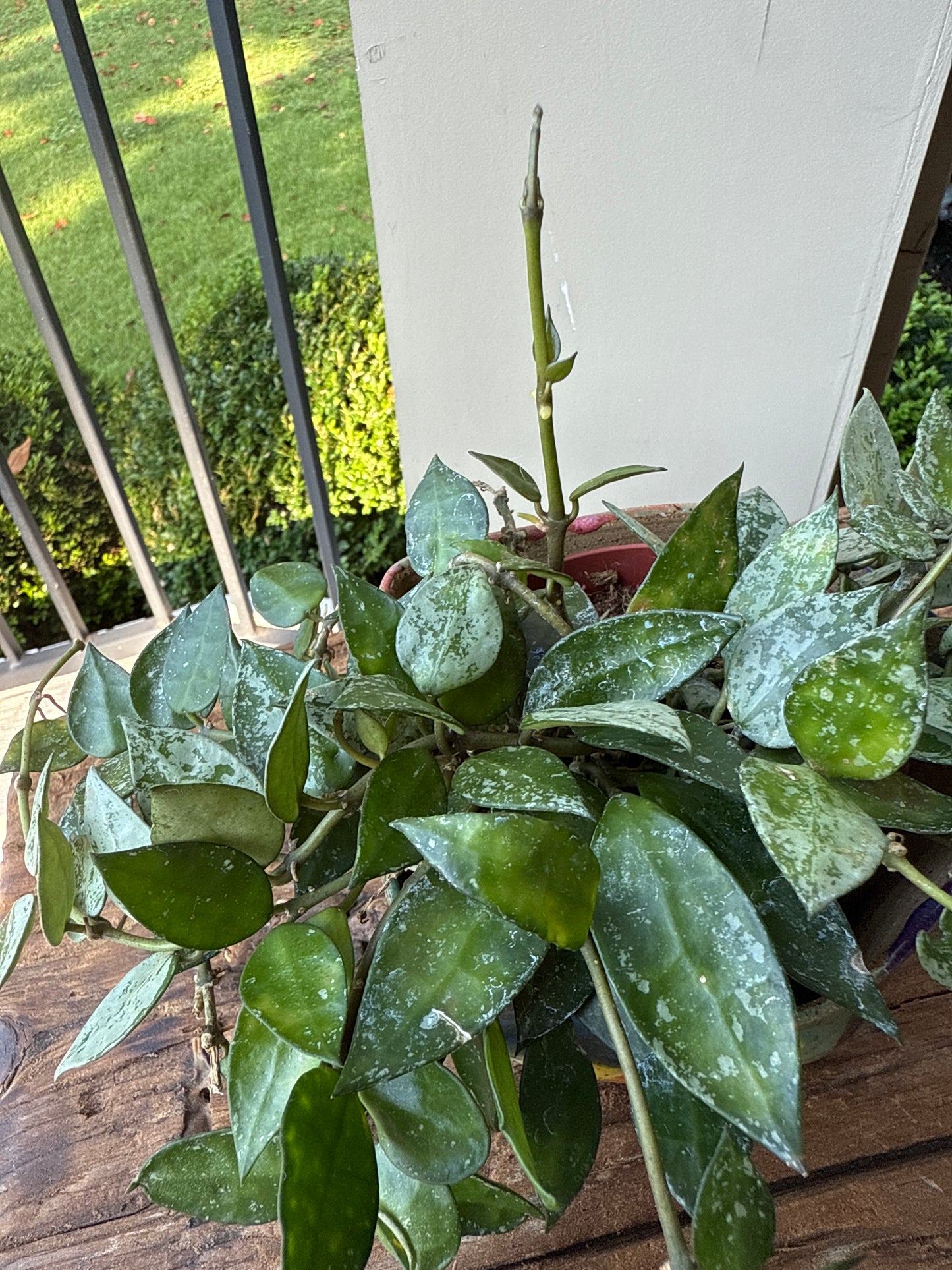 Hoya Krohniana Silver Splash