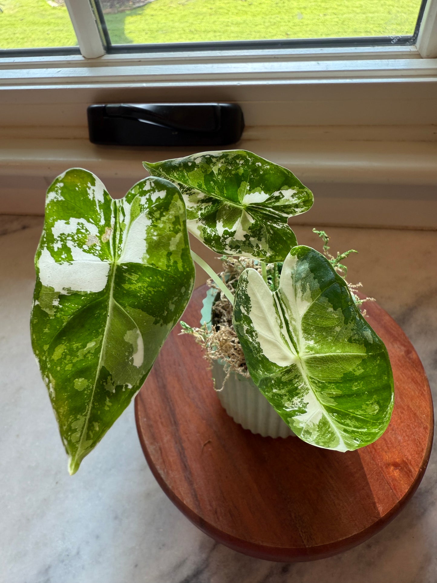 Alocasia Frydek Variegated
