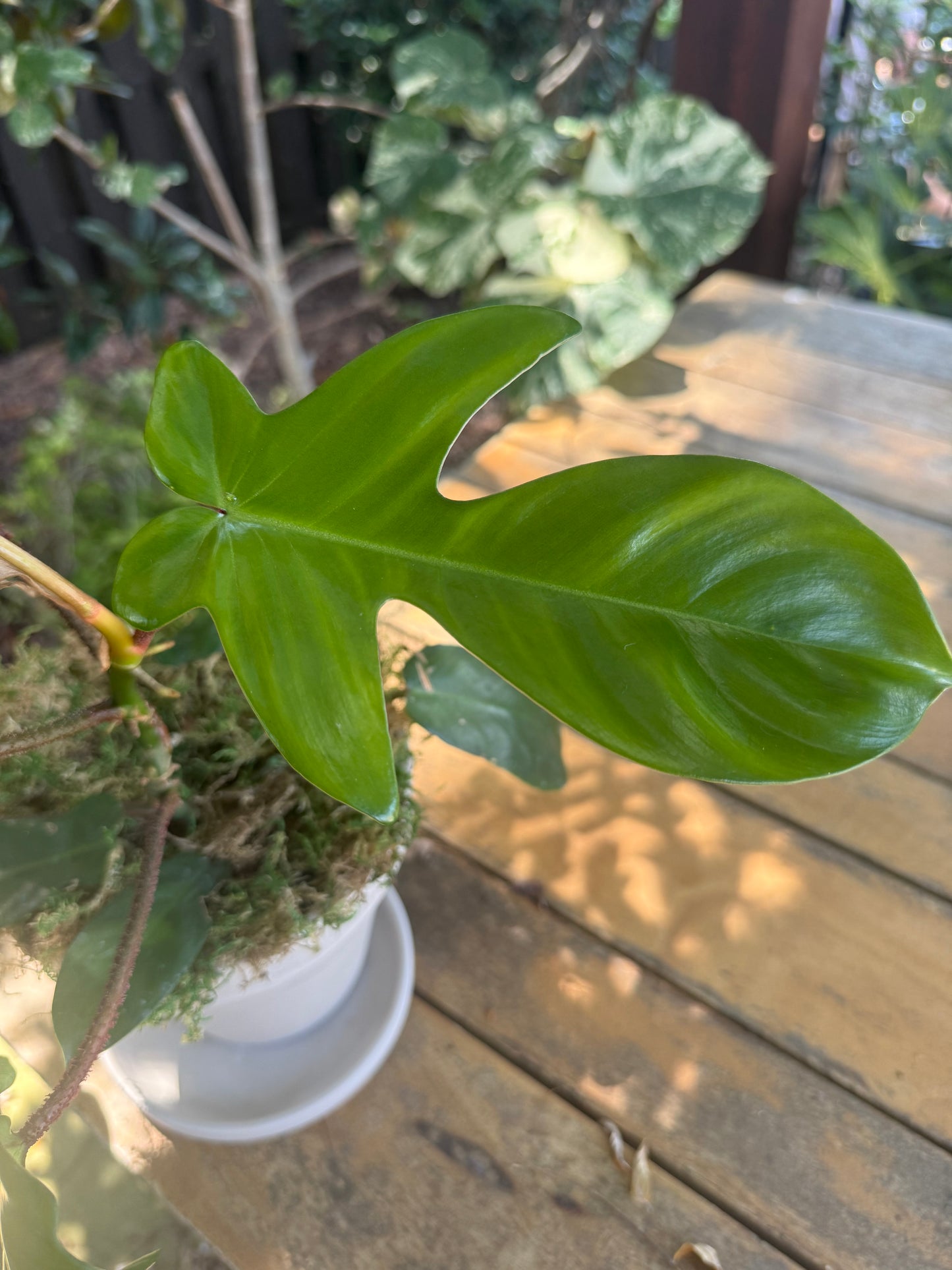 Philodendron Florida Green X Squam (Rare Hybrid)