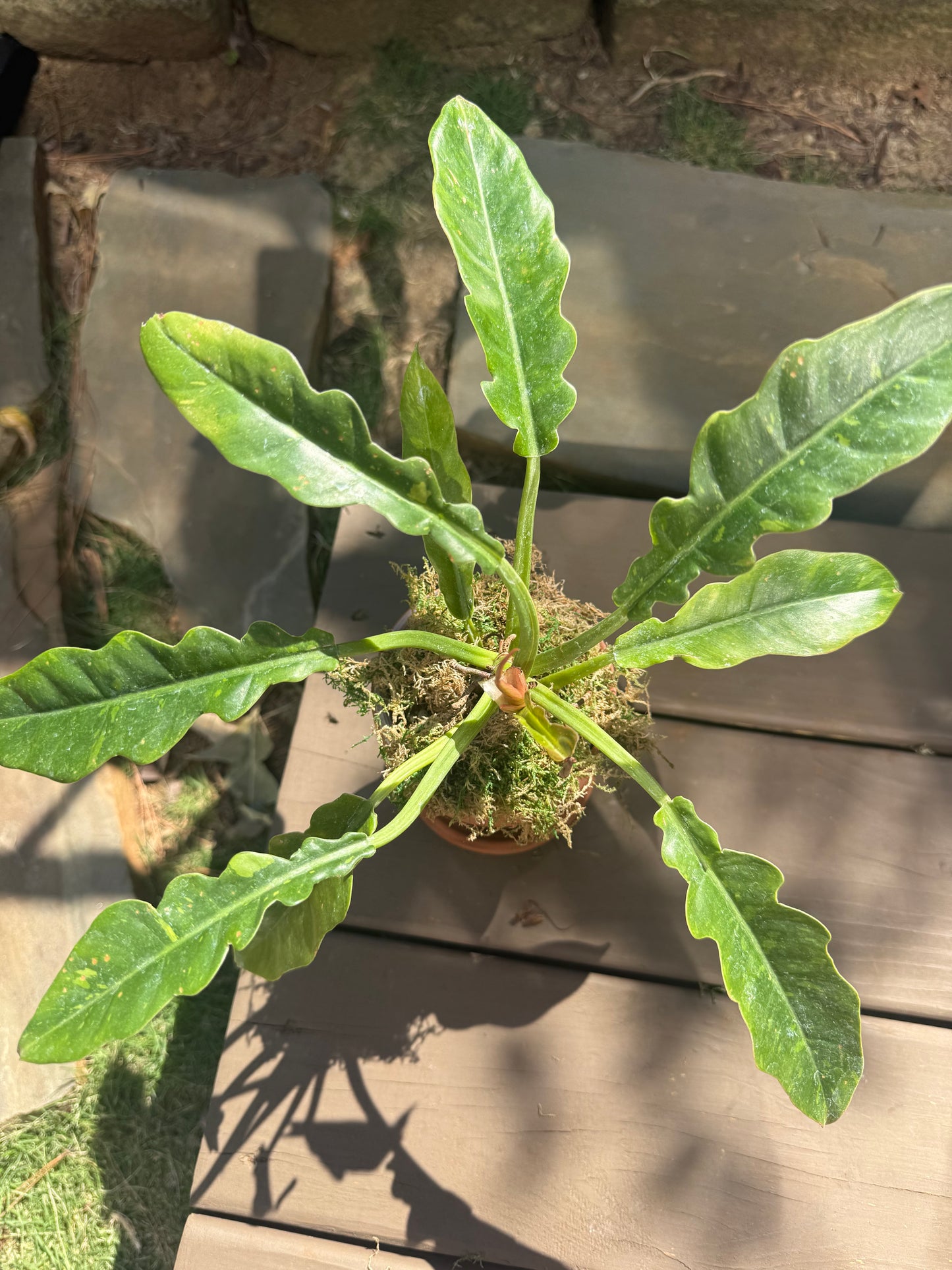 Philodendron Ring of Fire