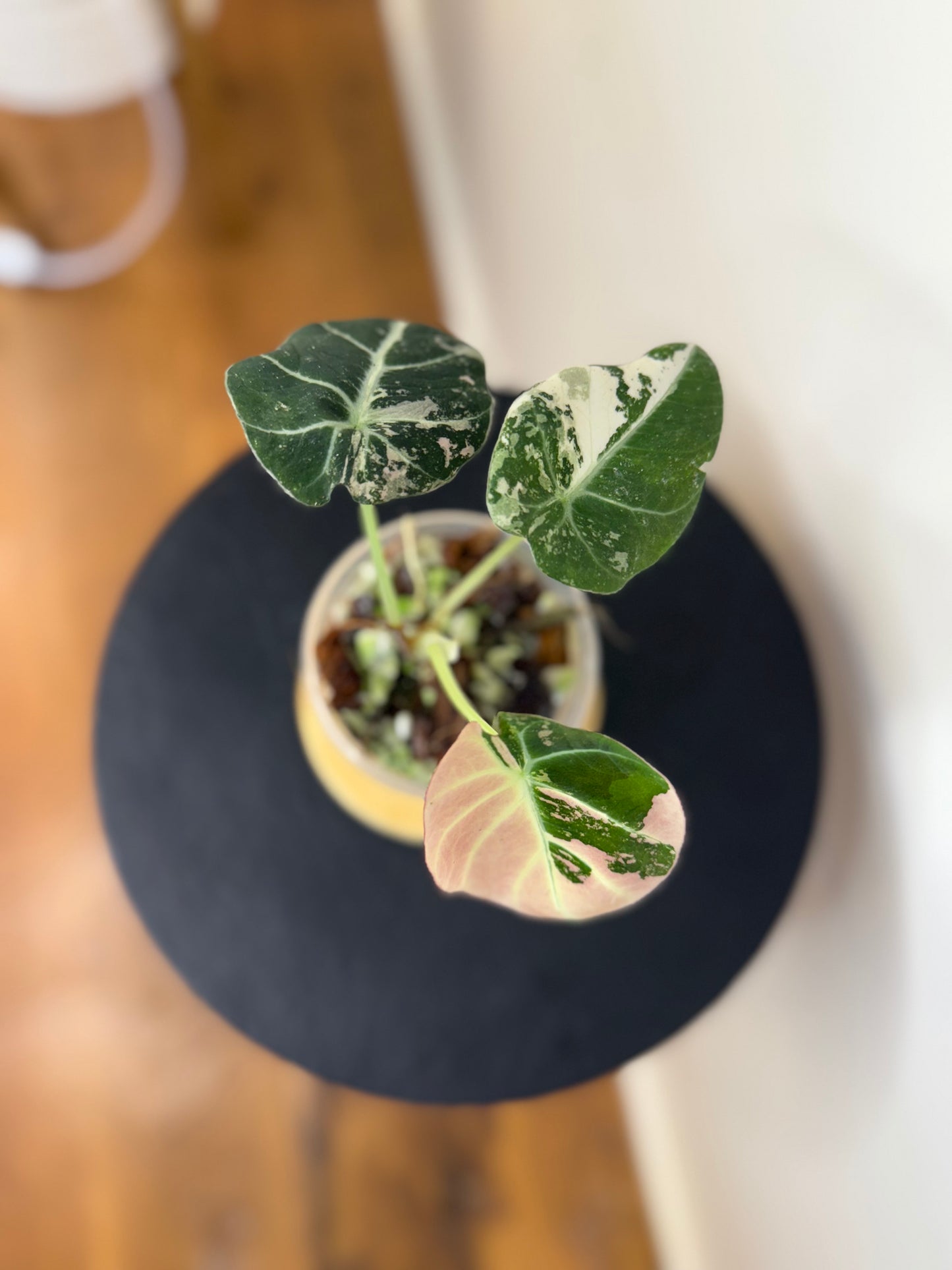 Alocasia Black Velvet Pink Variegated