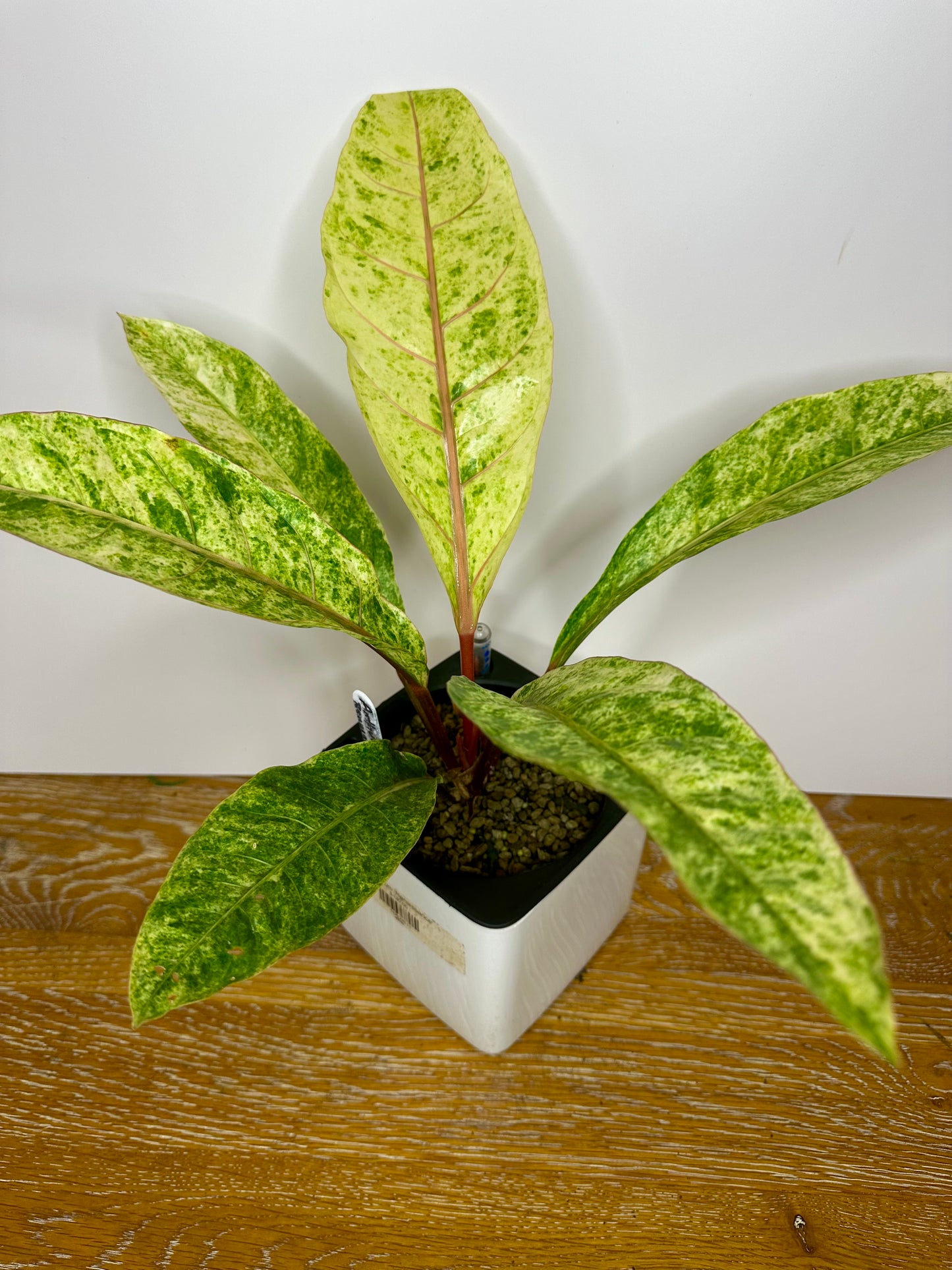 Anthurium ‘Renaissance’