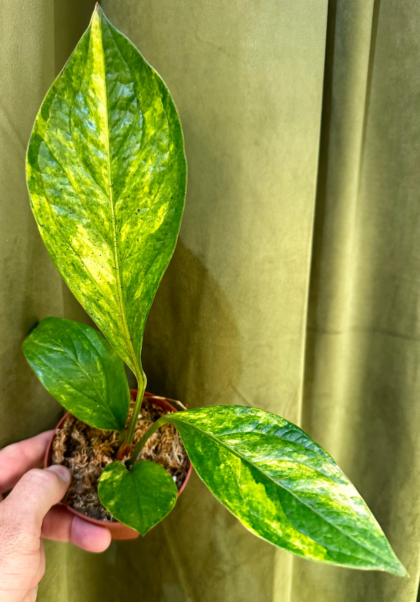 Anthurium Jenmanii Variegated