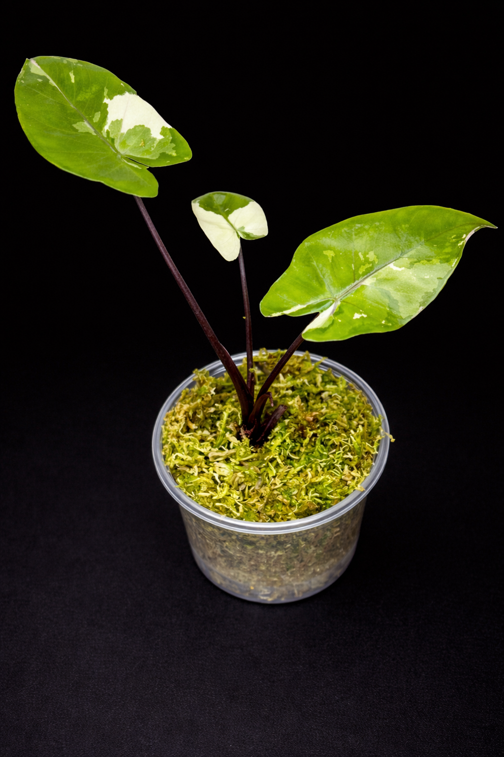 Alocasia Black Stem Albo