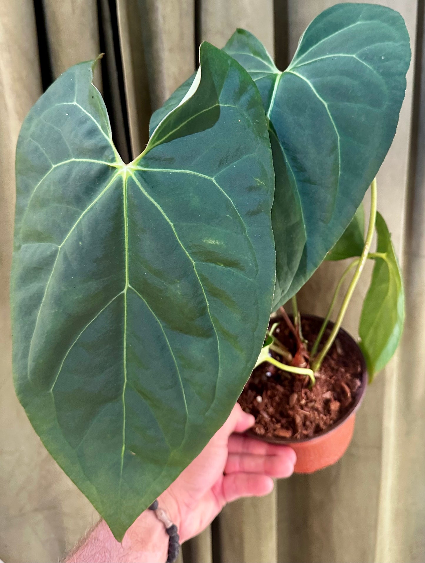 Anthurium Red Crystal x Crystallinum