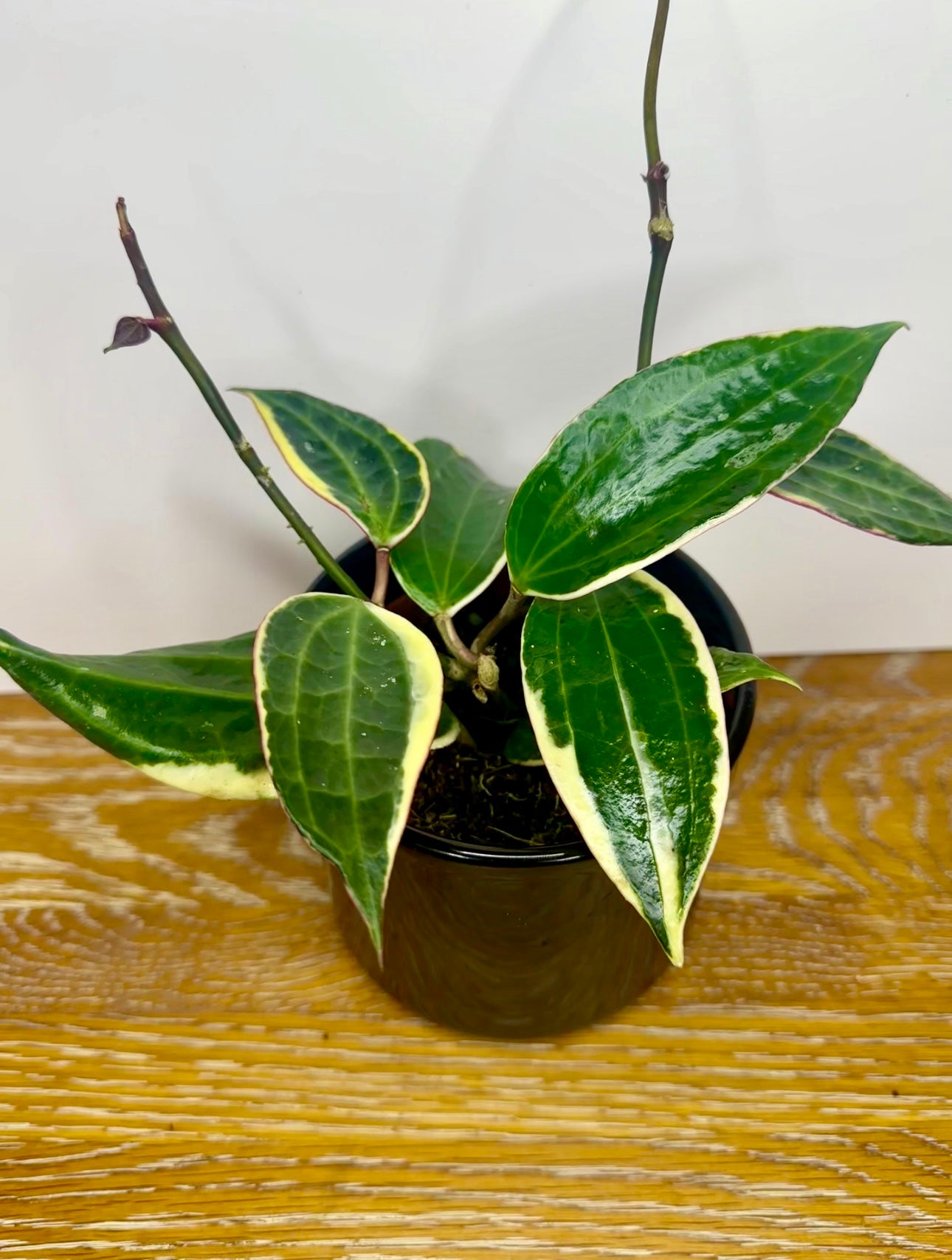Hoya Macrophylla Albo Marginata