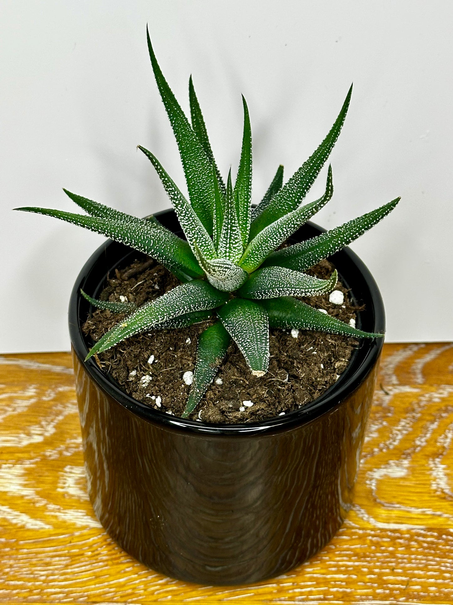Haworthia Concolor