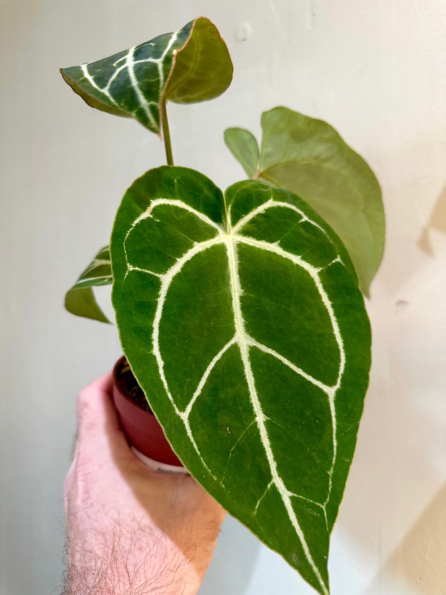 Anthurium Crystallinum
