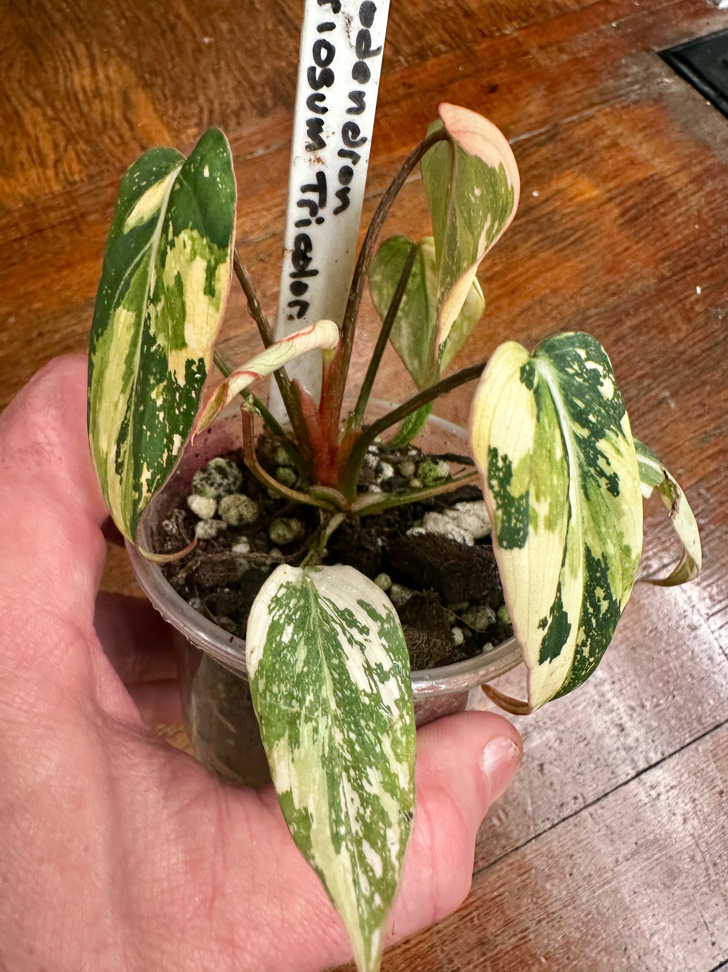 Philodendron Gloriosum TriColor
