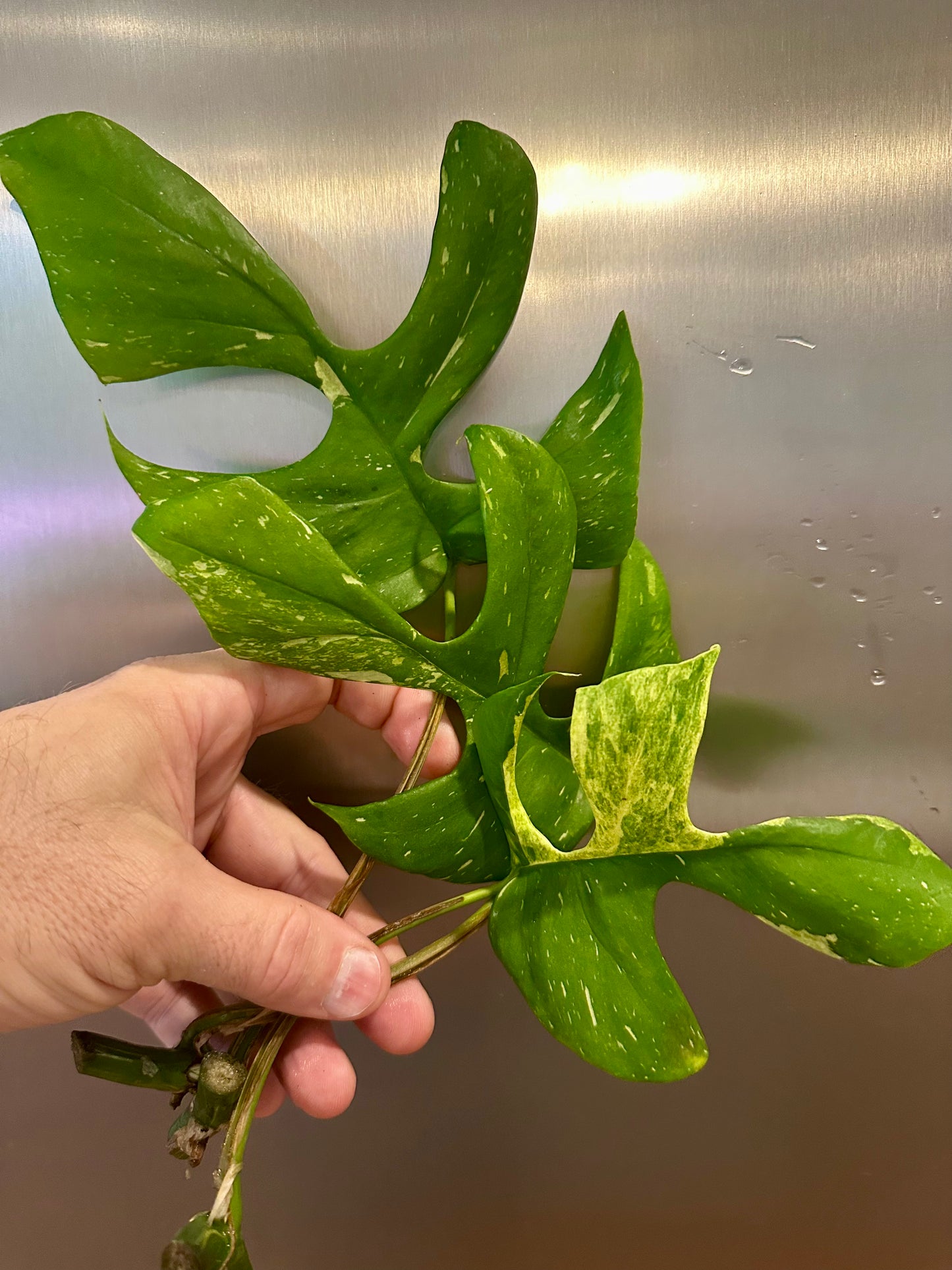 Rhaphidophora tetrasperma 'Thai Constellation' Cutting