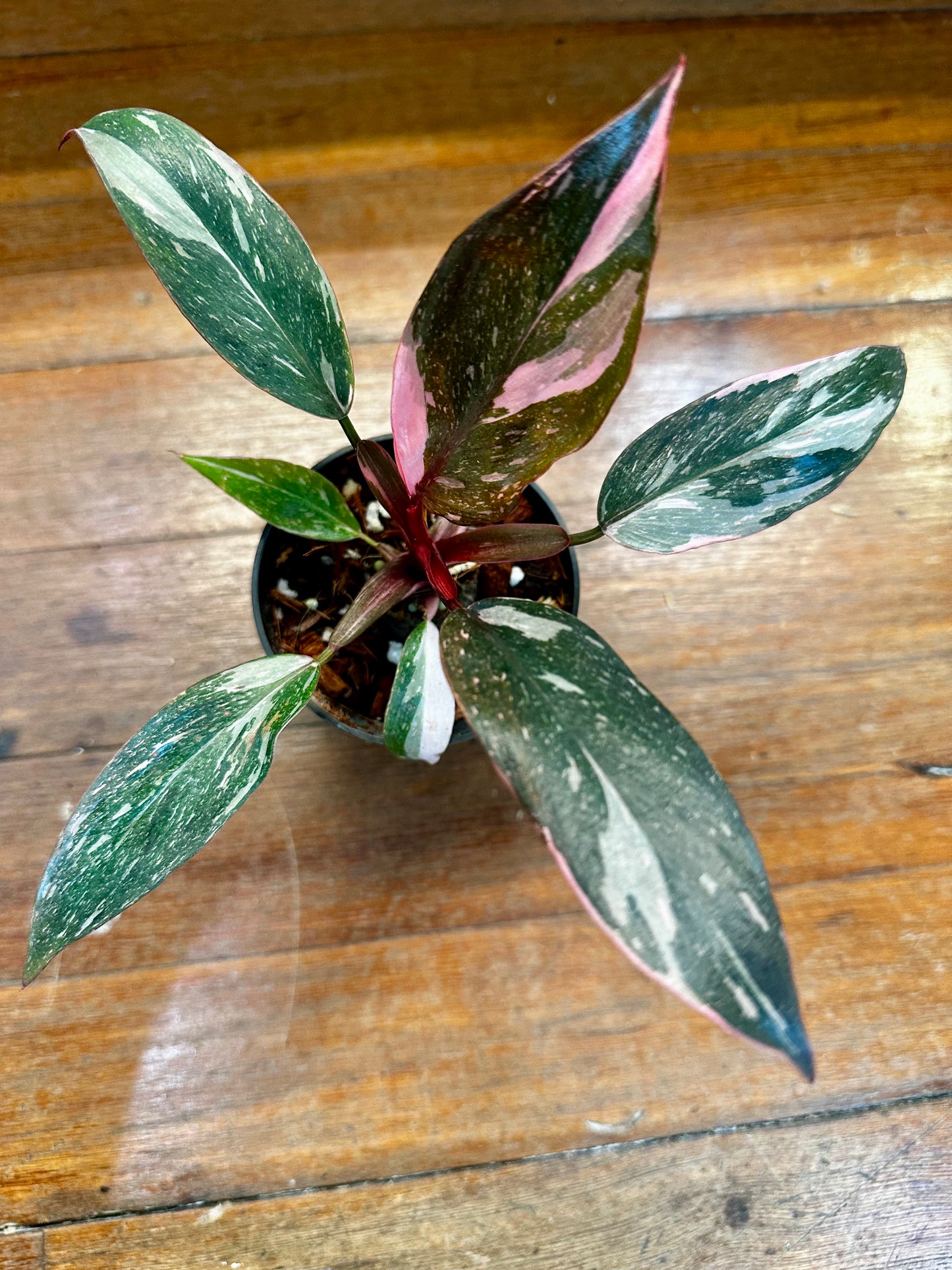 Philodendron Pink Princess Marble