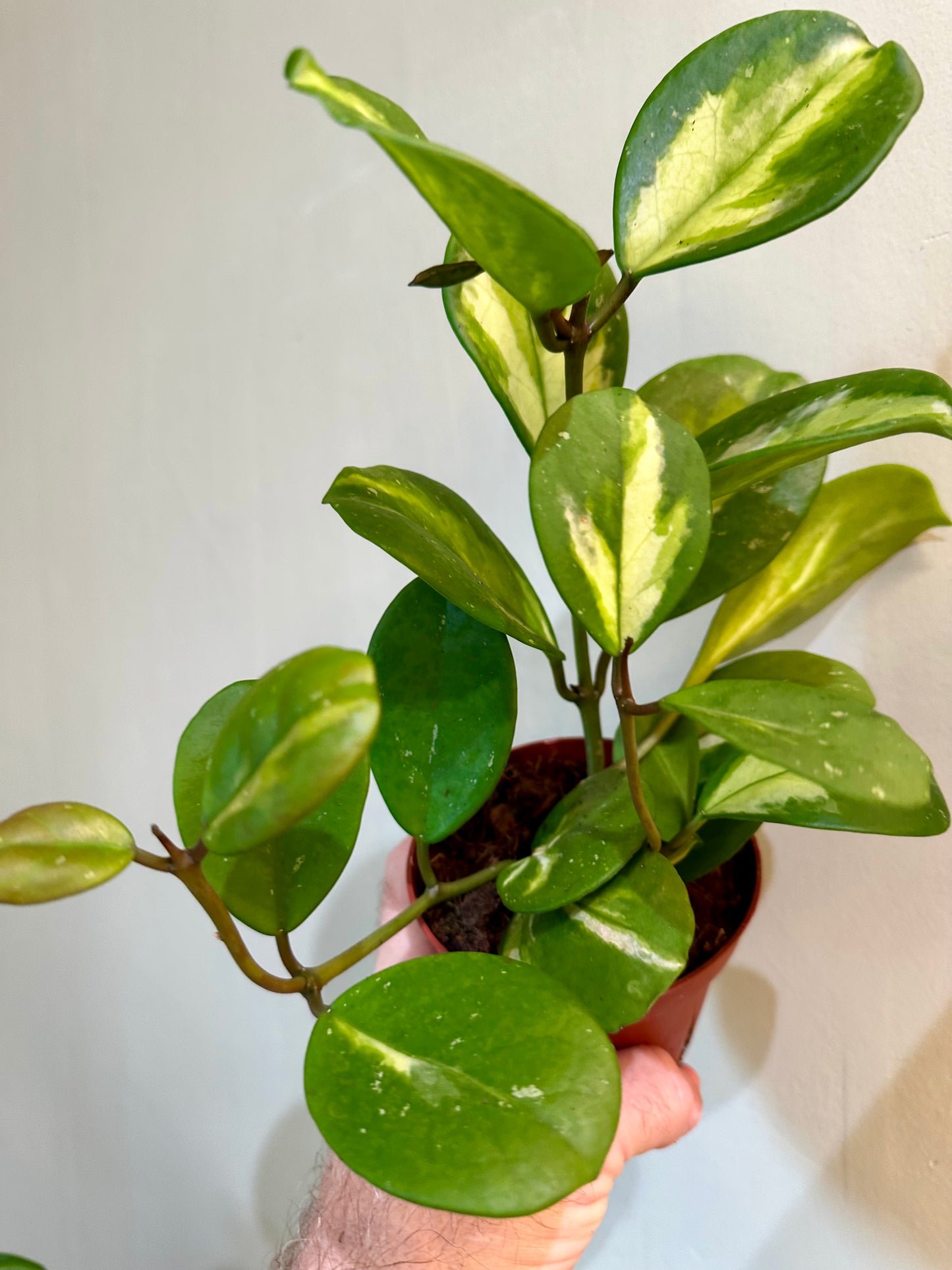 Hoya Obovata Variegated