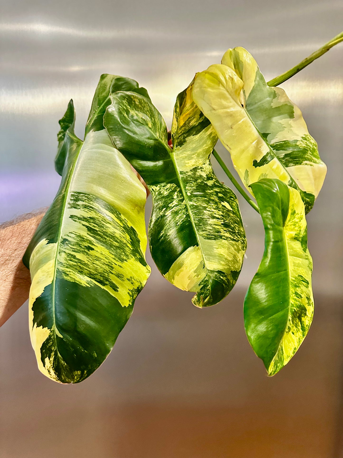Philodendron Paraiso Verde x FL Beauty Cutting