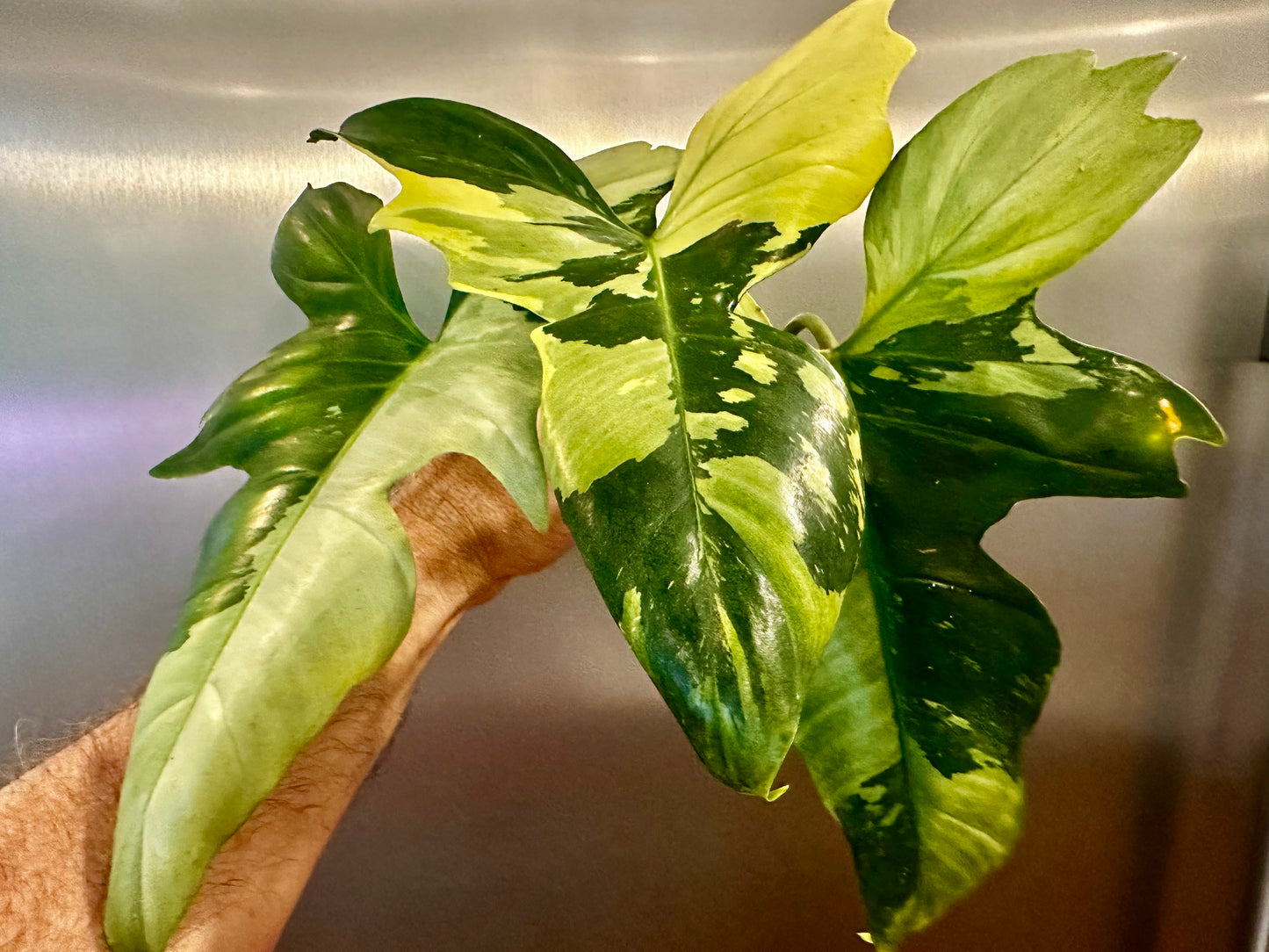 Philodendron Golden Dragon Sectoral Mint Cutting