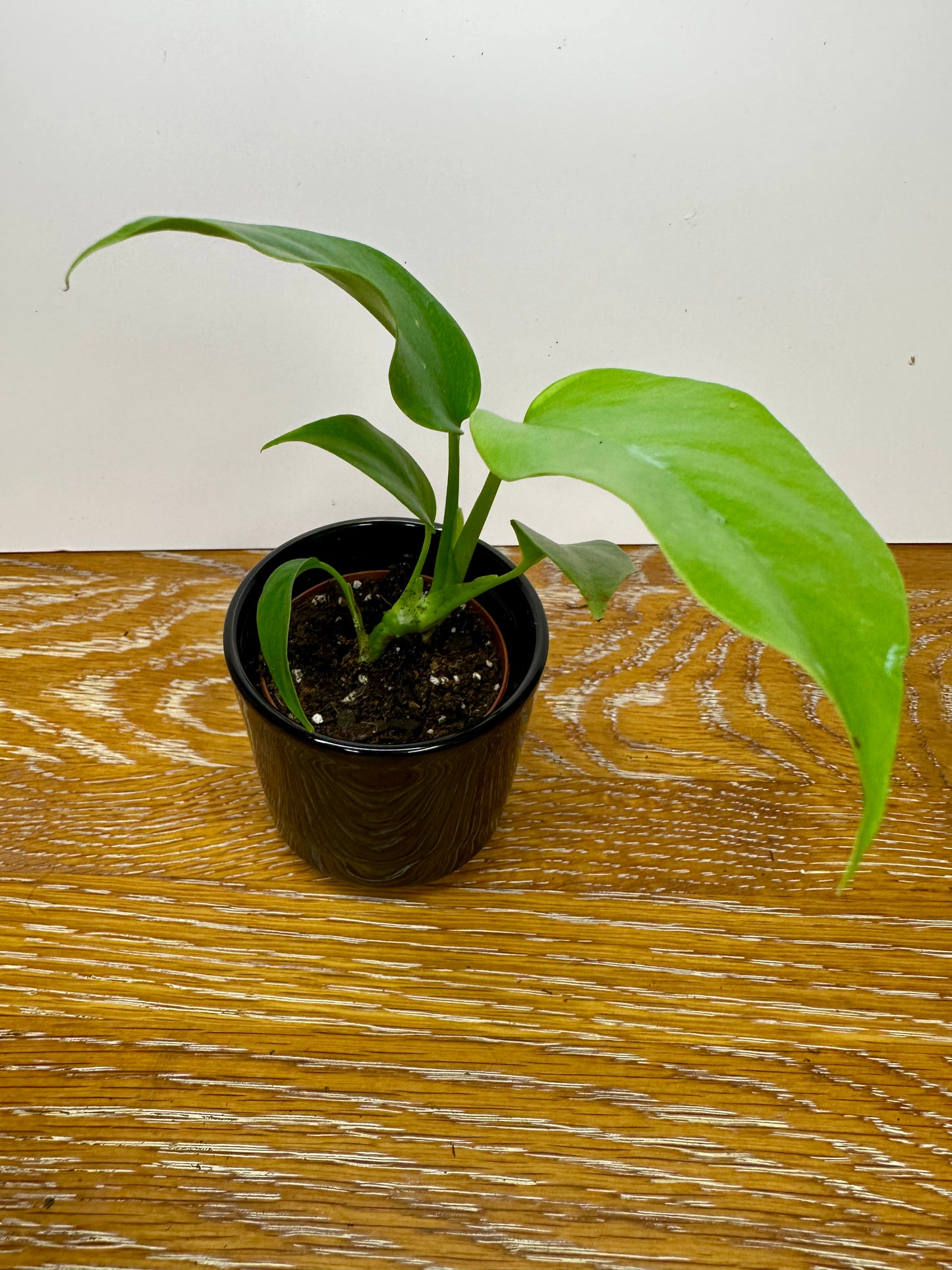 Rhaphidophora Minima