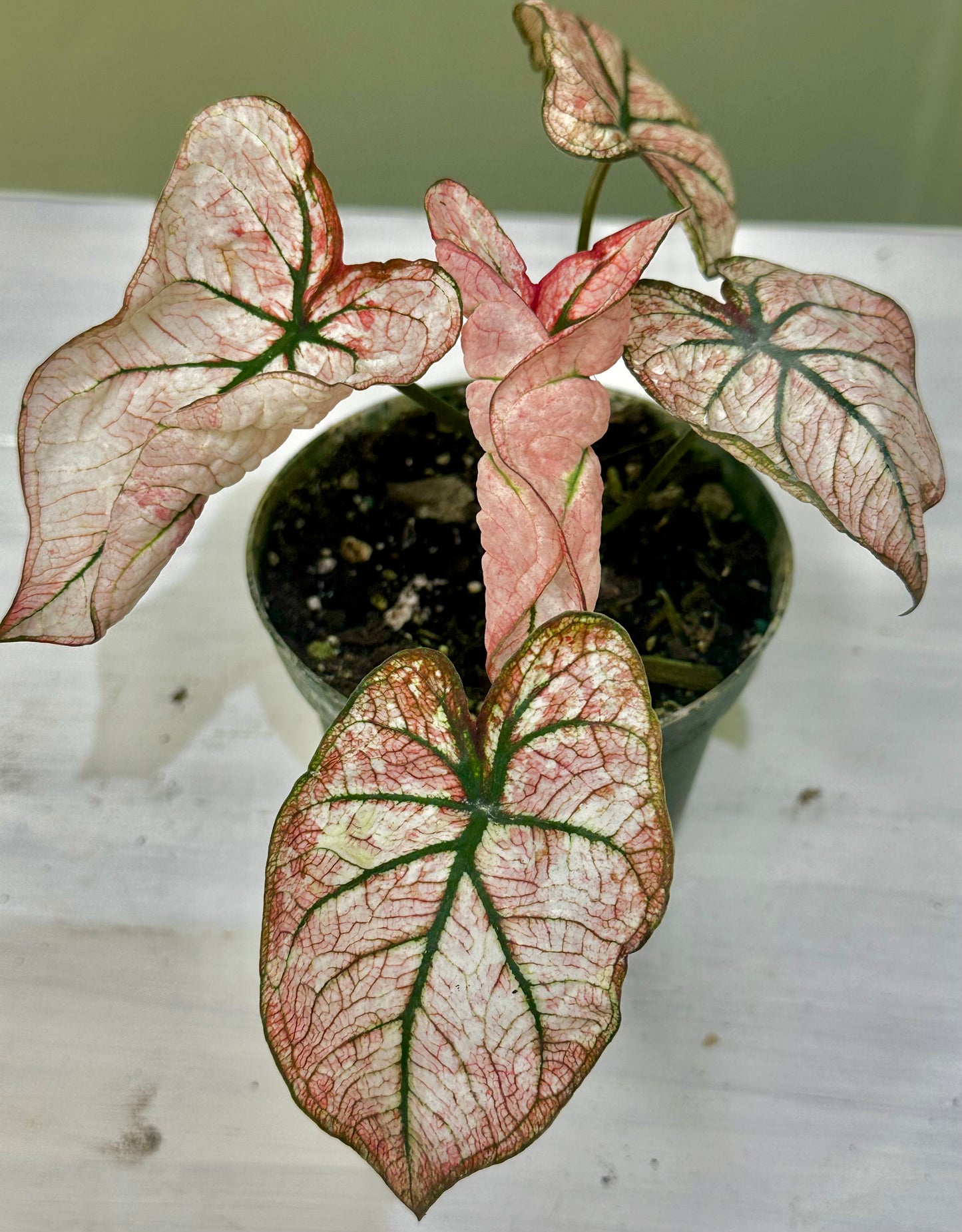 Caladium Scarlet Mary