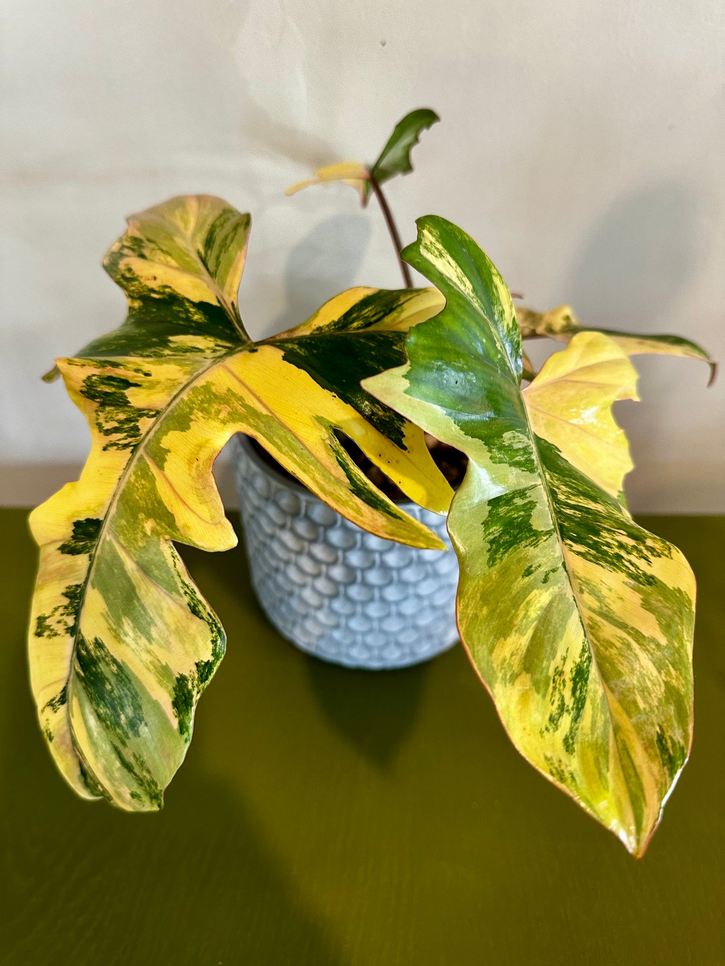 Philodendron Florida Beauty X Mayoi