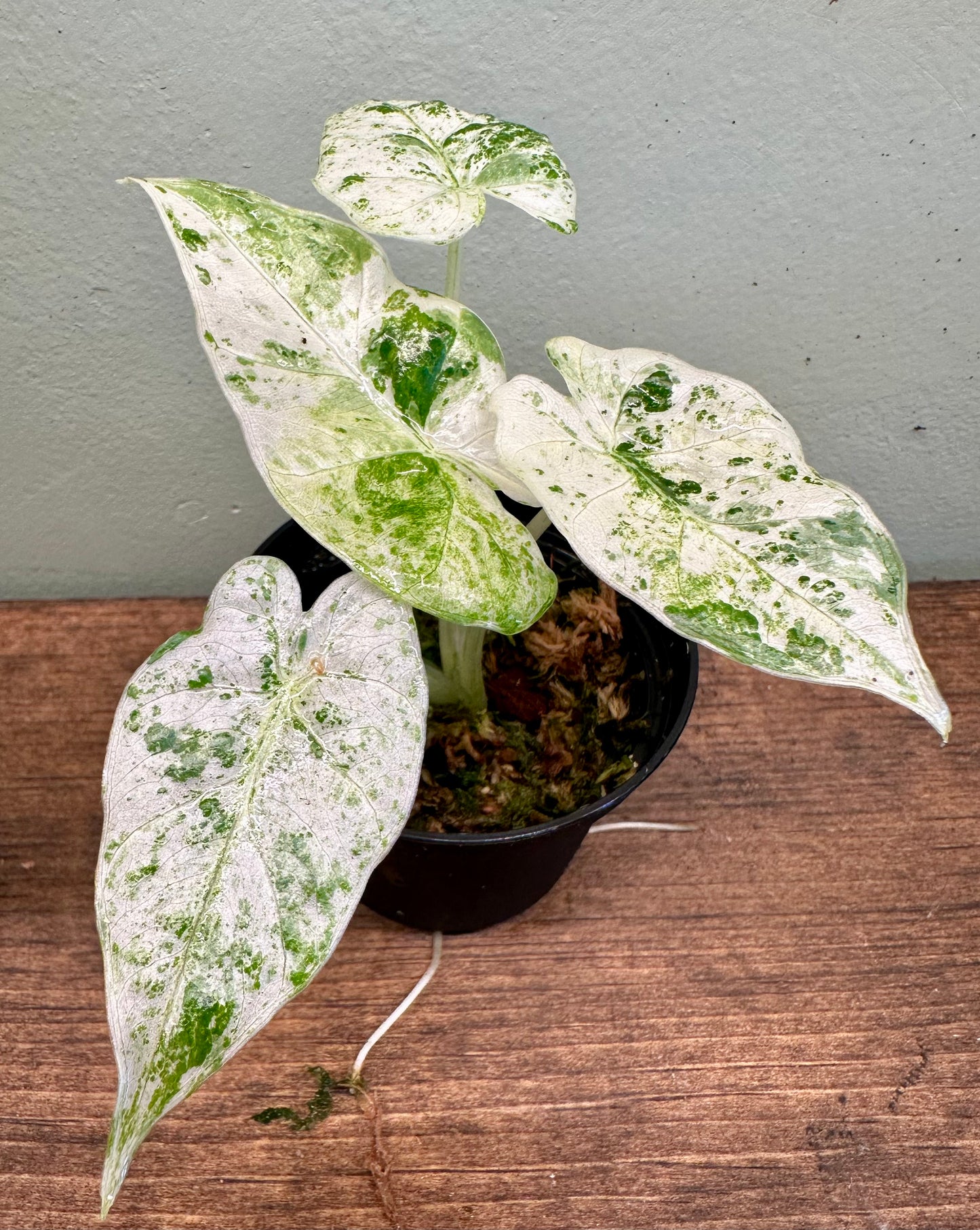 Alocasia Odora Batik