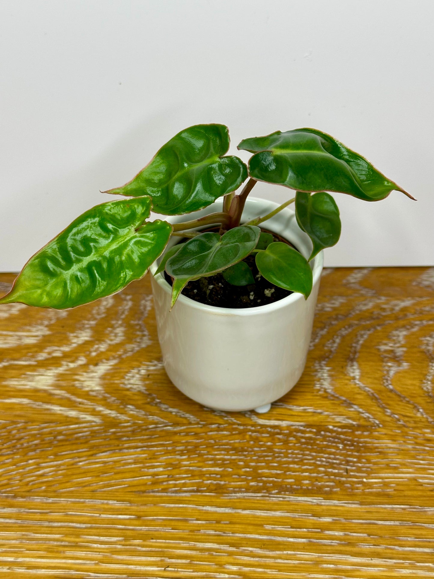 Philodendron Billietiae