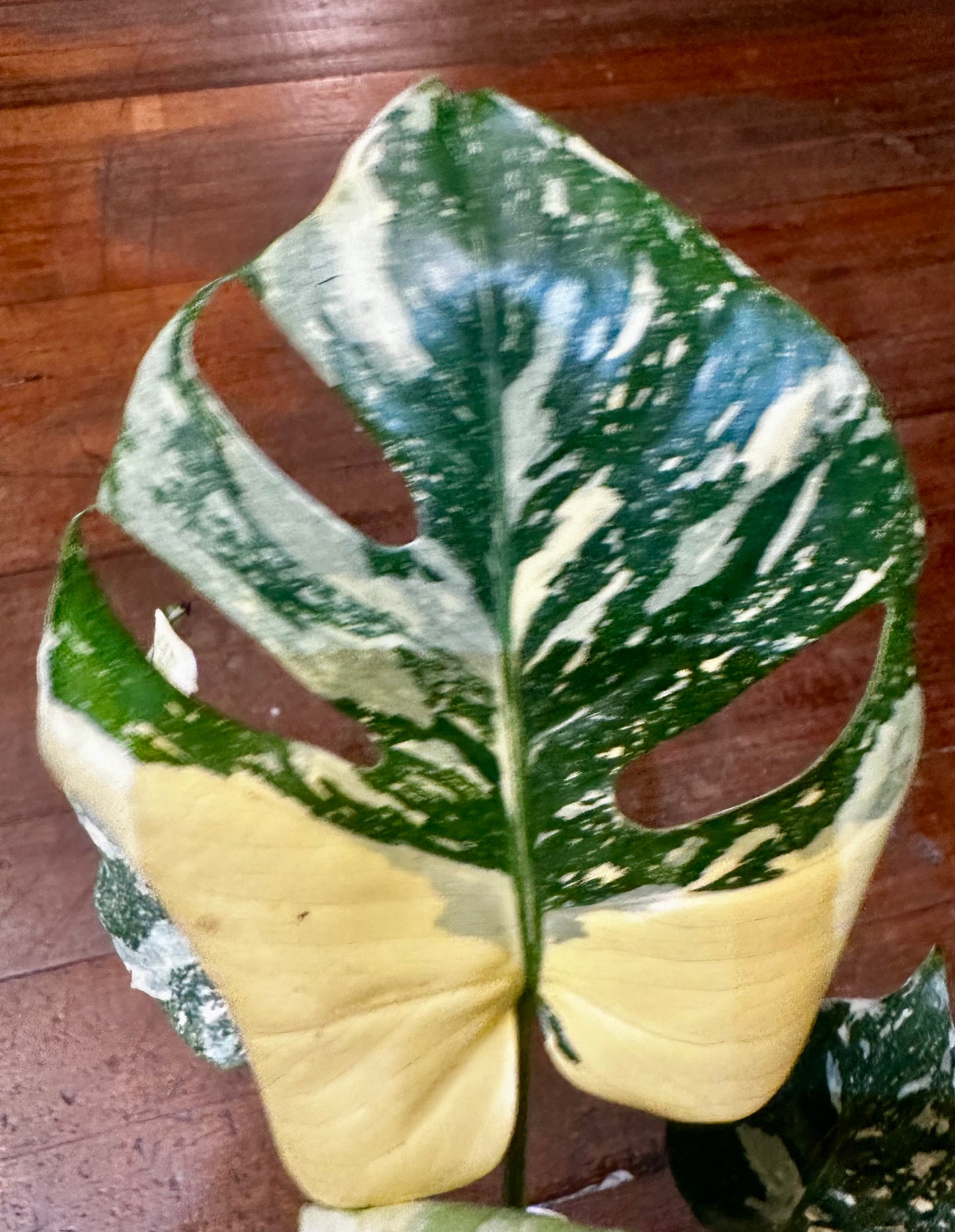 Monstera Starlight