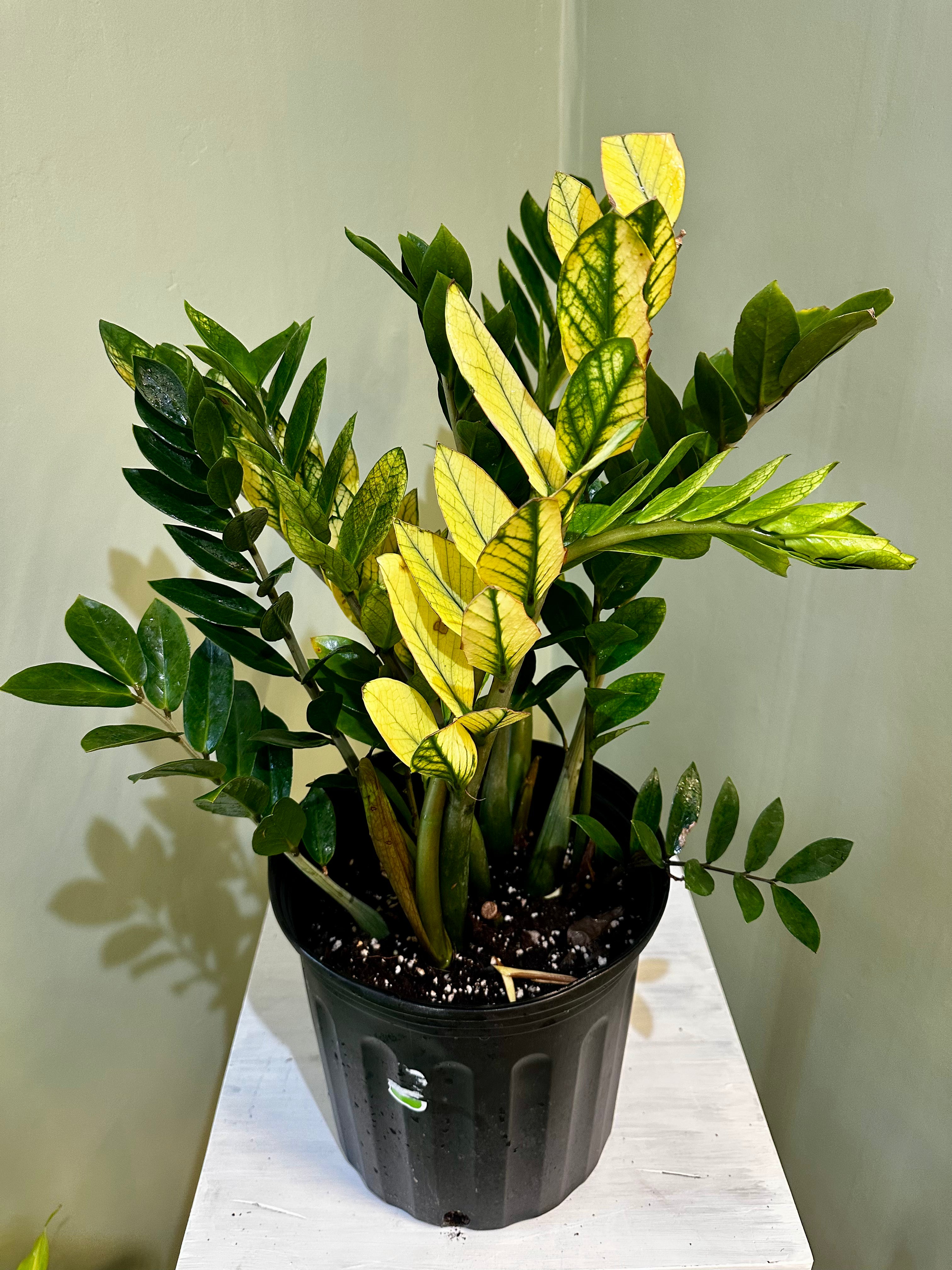 Variegated ZZ Plant – Cozy Corner Plants