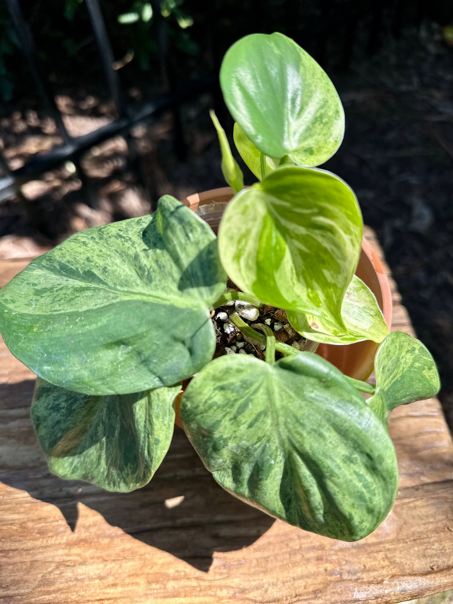 Philodendron Hederaceum Heart Leaf Variegated