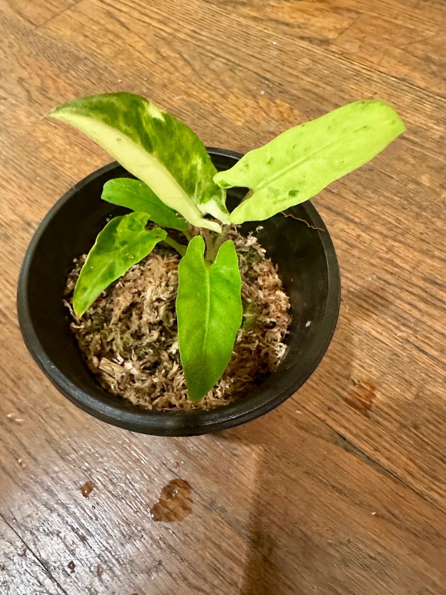 Alocasia Lauterbachiana Variegated