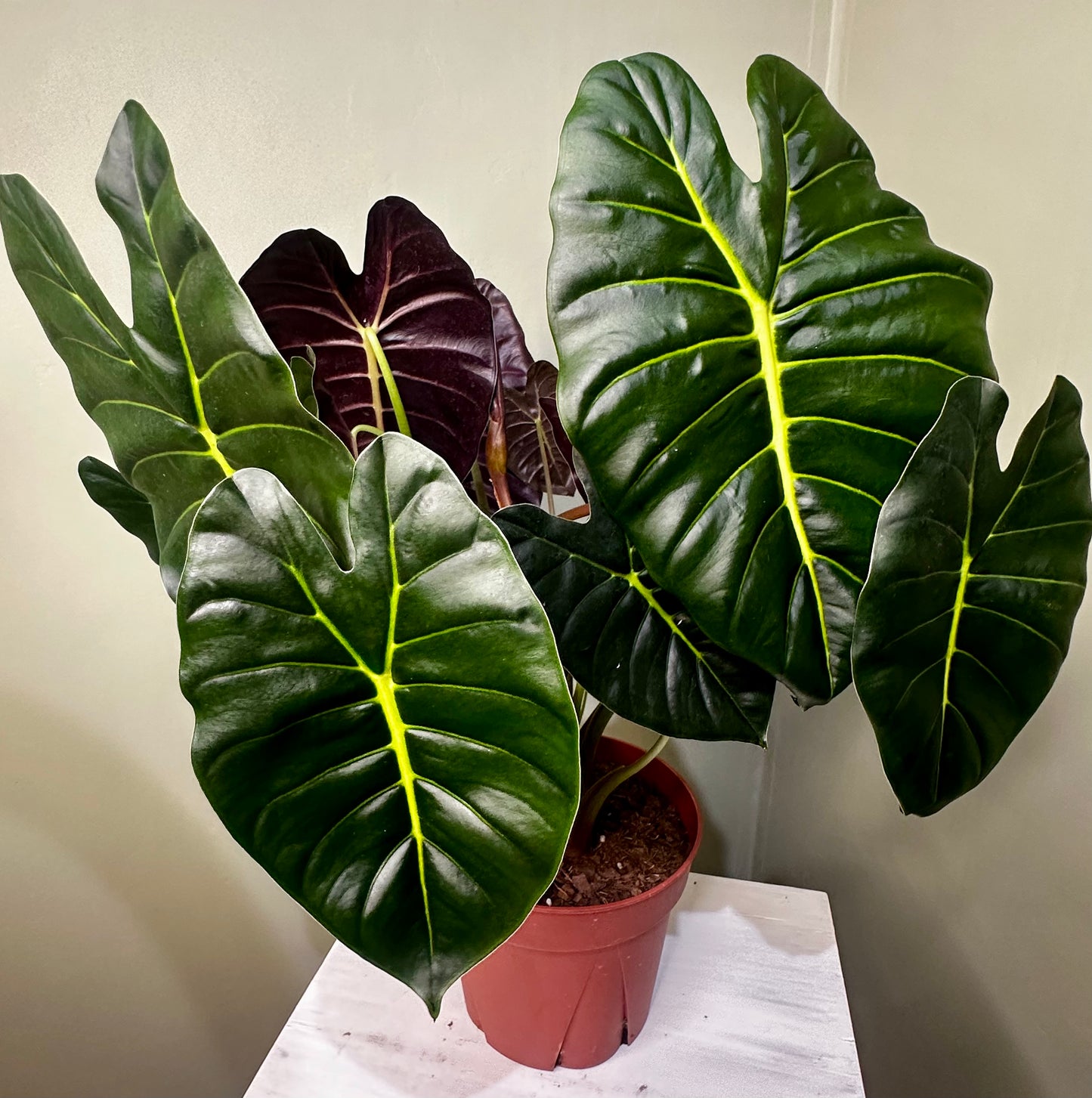 Alocasia Golden Bone