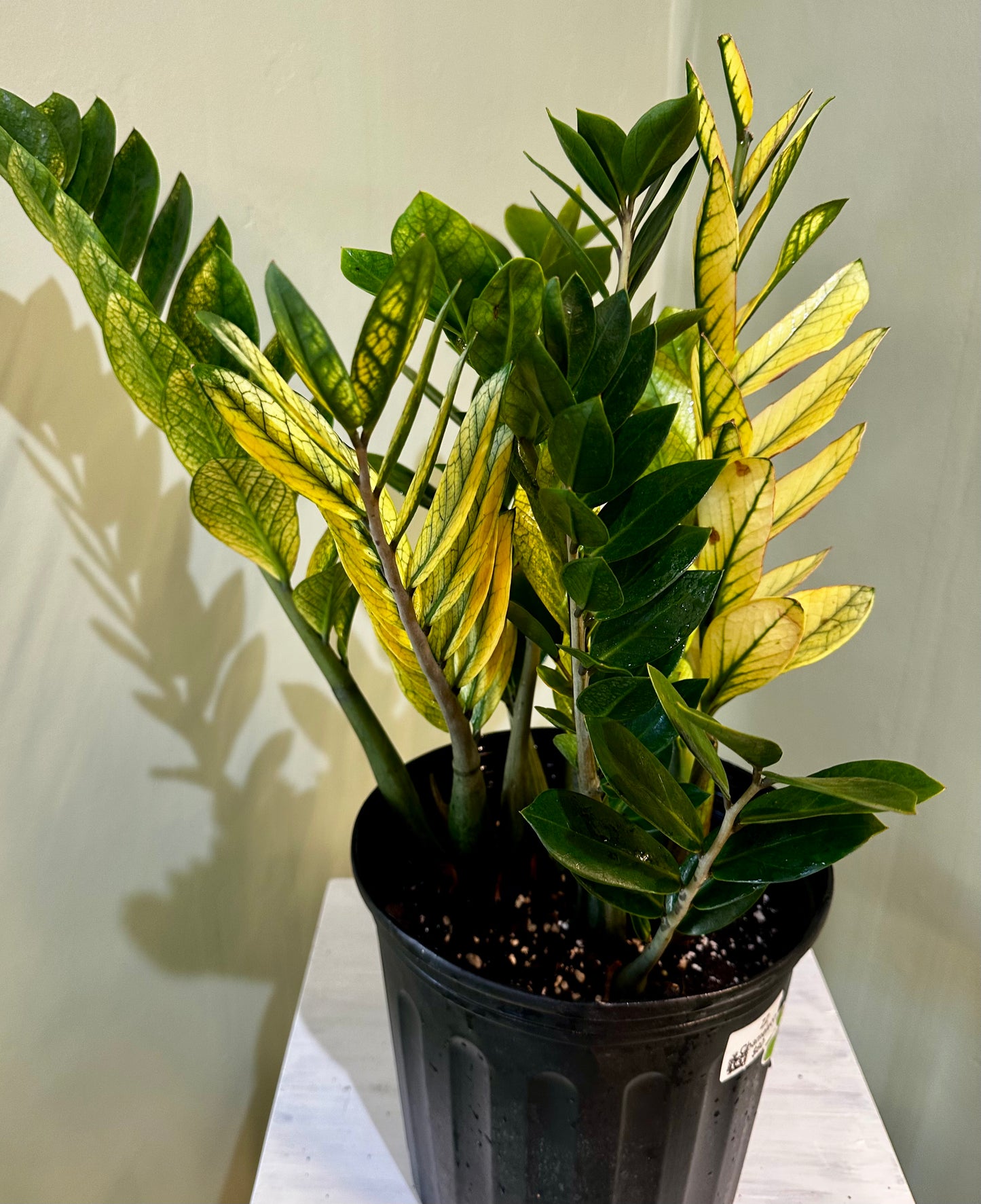 Variegated ZZ Plant