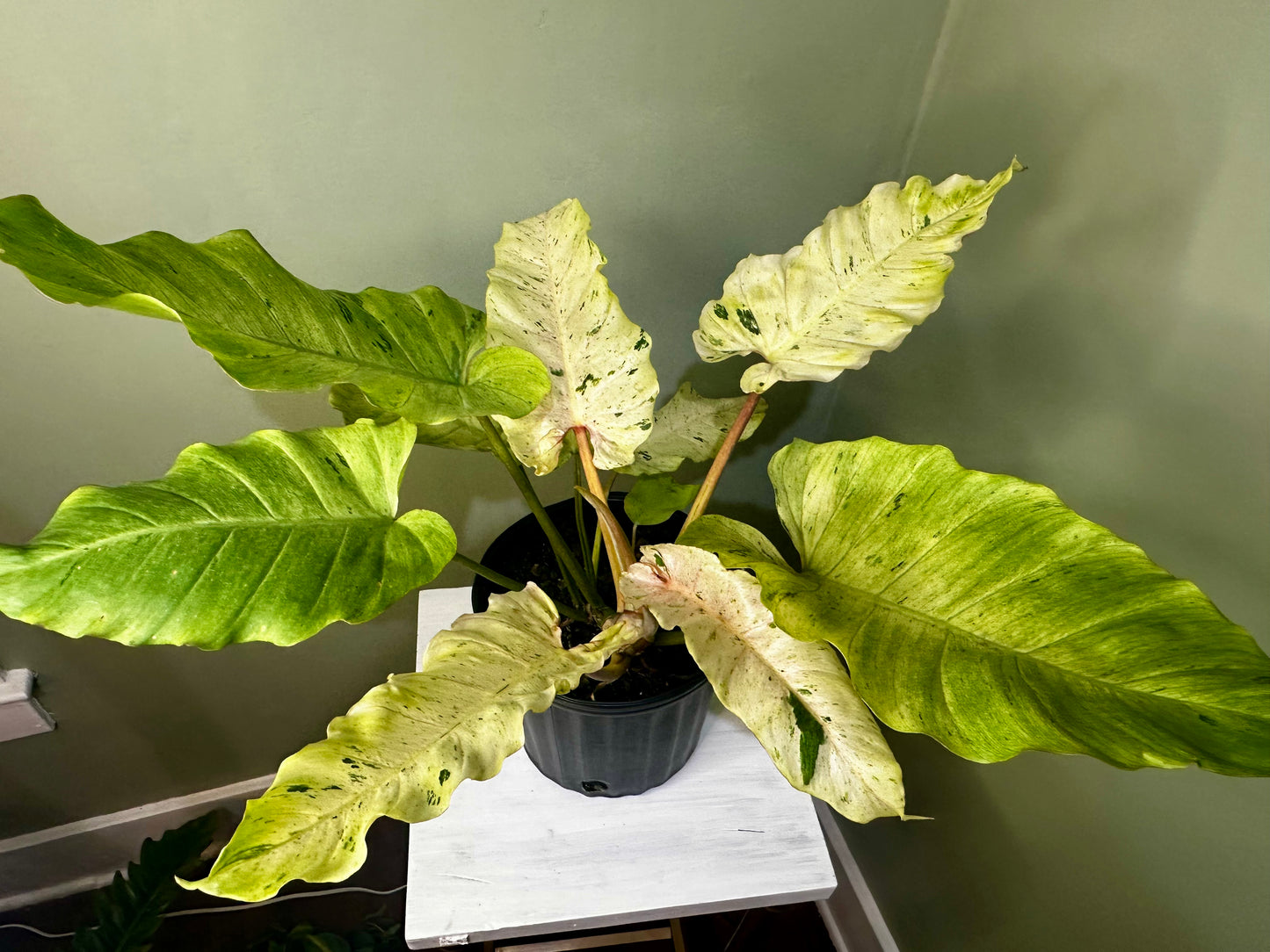 Philodendron Snowdrift