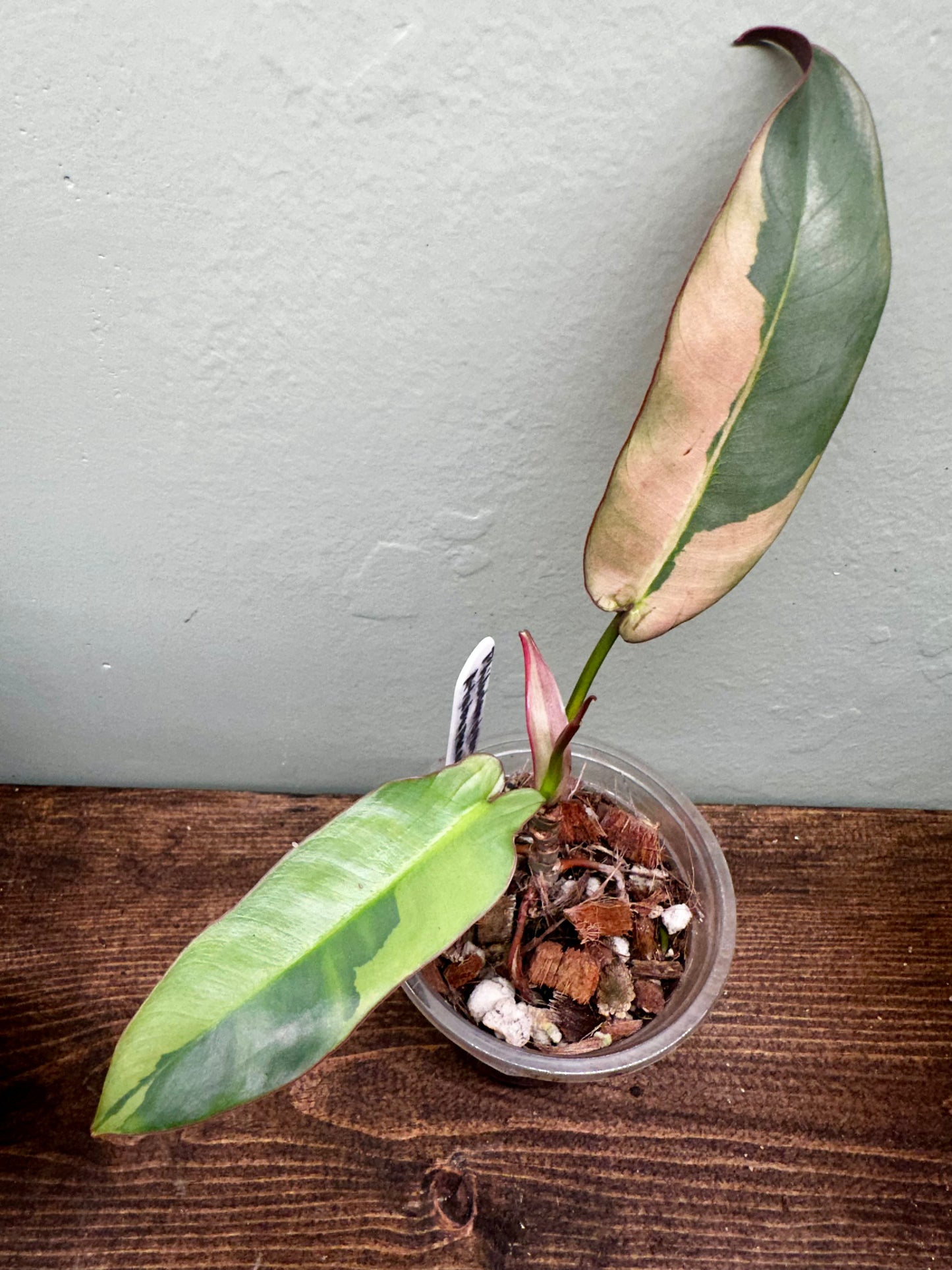 Philodendron Atabapoense Variegated