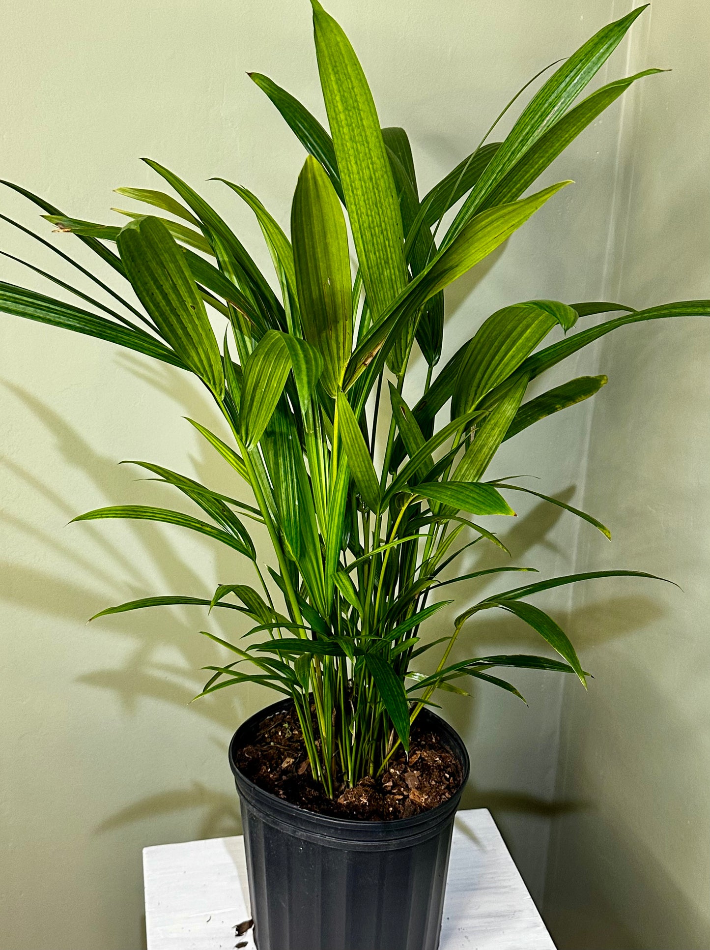 Wax Palm "Lipstick Palm"