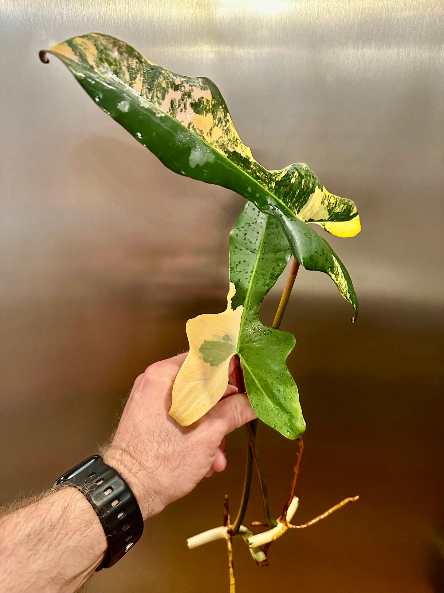 Philodendron Brown Beauty (Black Billietiae (atabapoense x billietiae ) x FL Beauty) Cutting