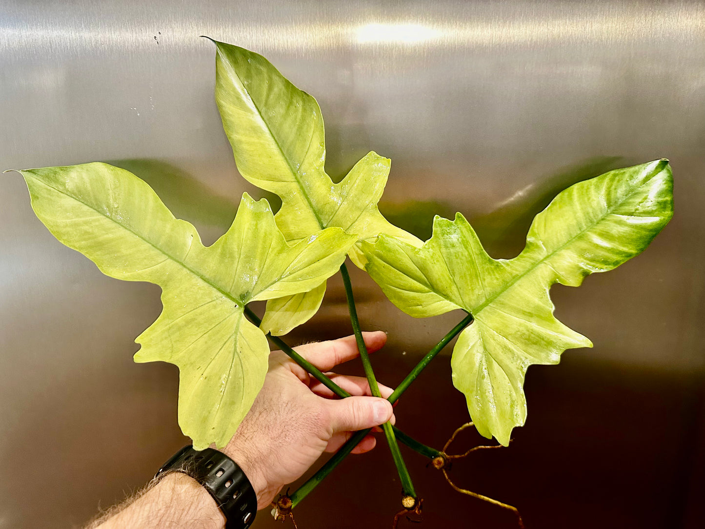 Philodendron Golden Dragon Full Mint Cutting