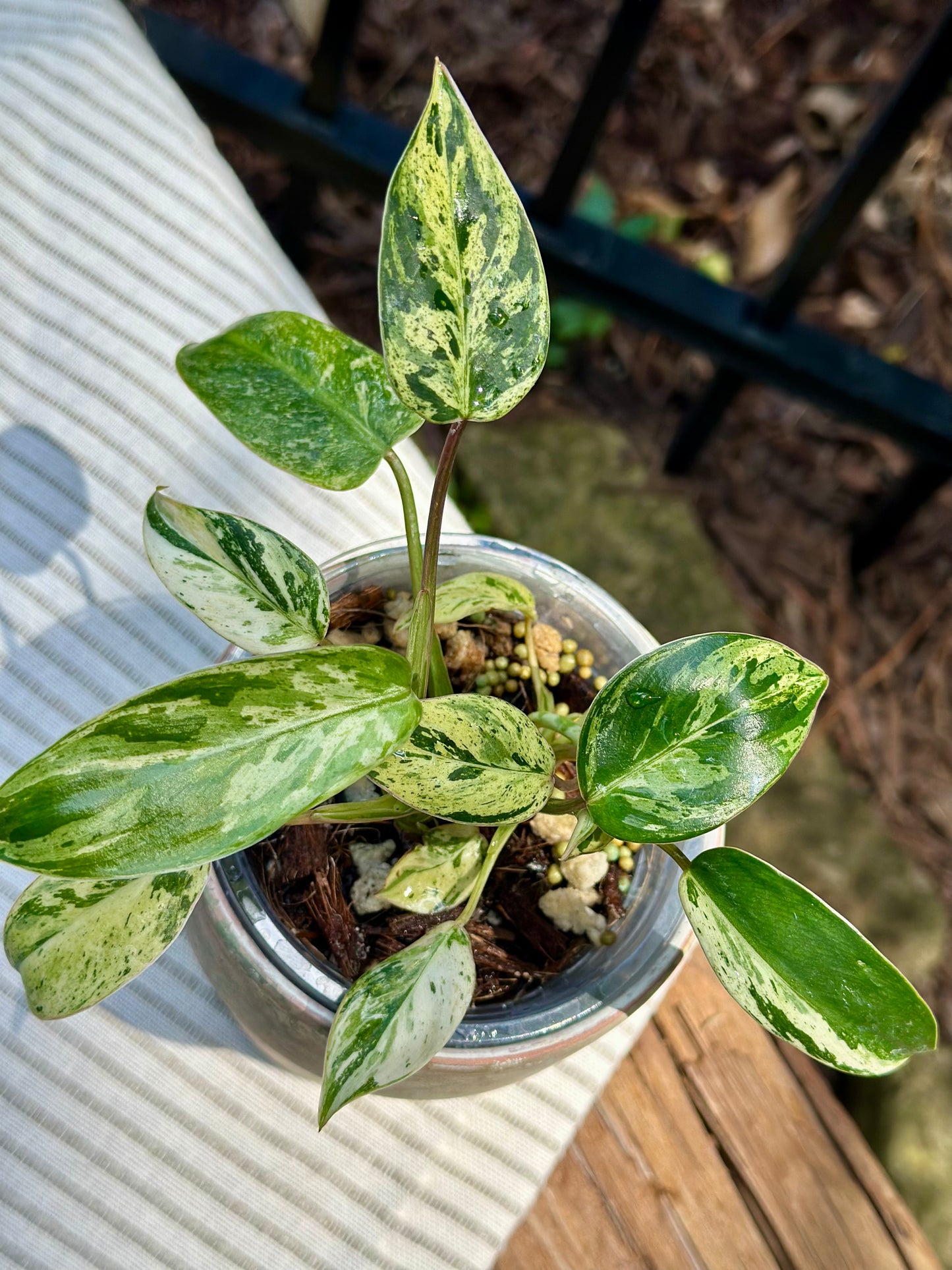 Philodendron Emerald Queen