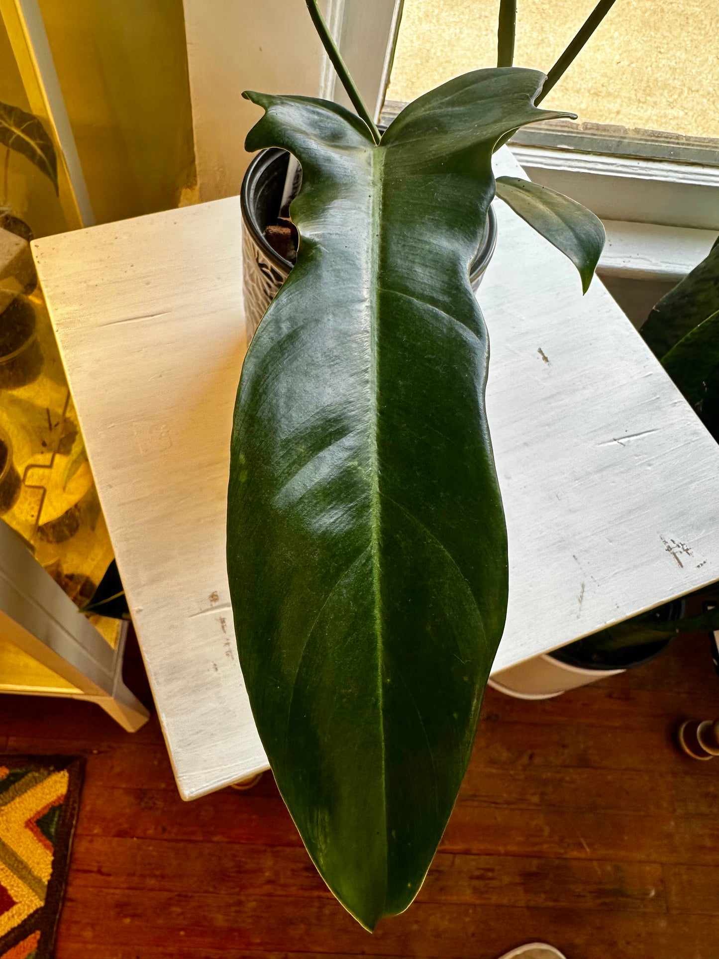 Philodendron Jerry Horne