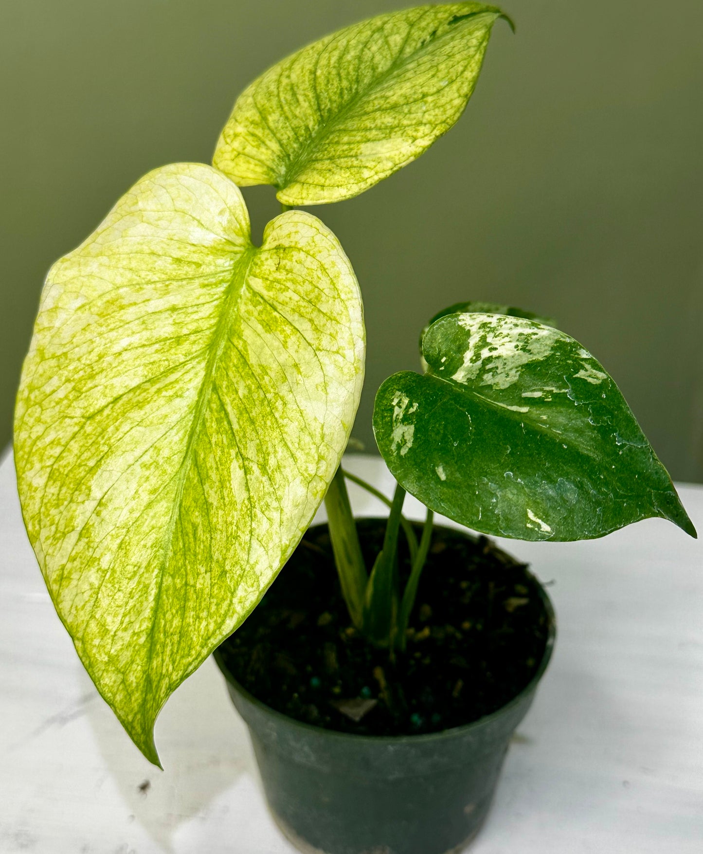 Monstera White Monster