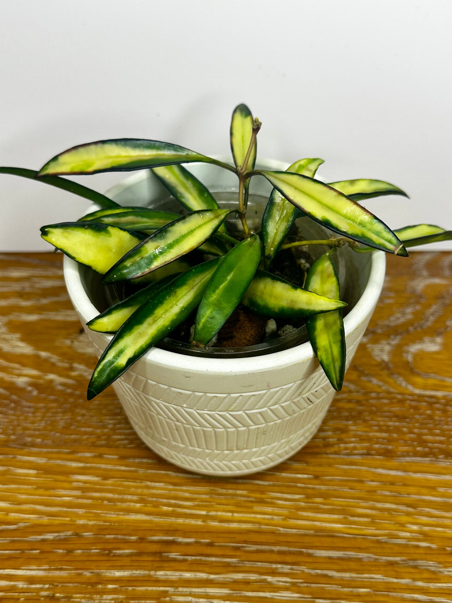 Hoya Wayetii Tricolor