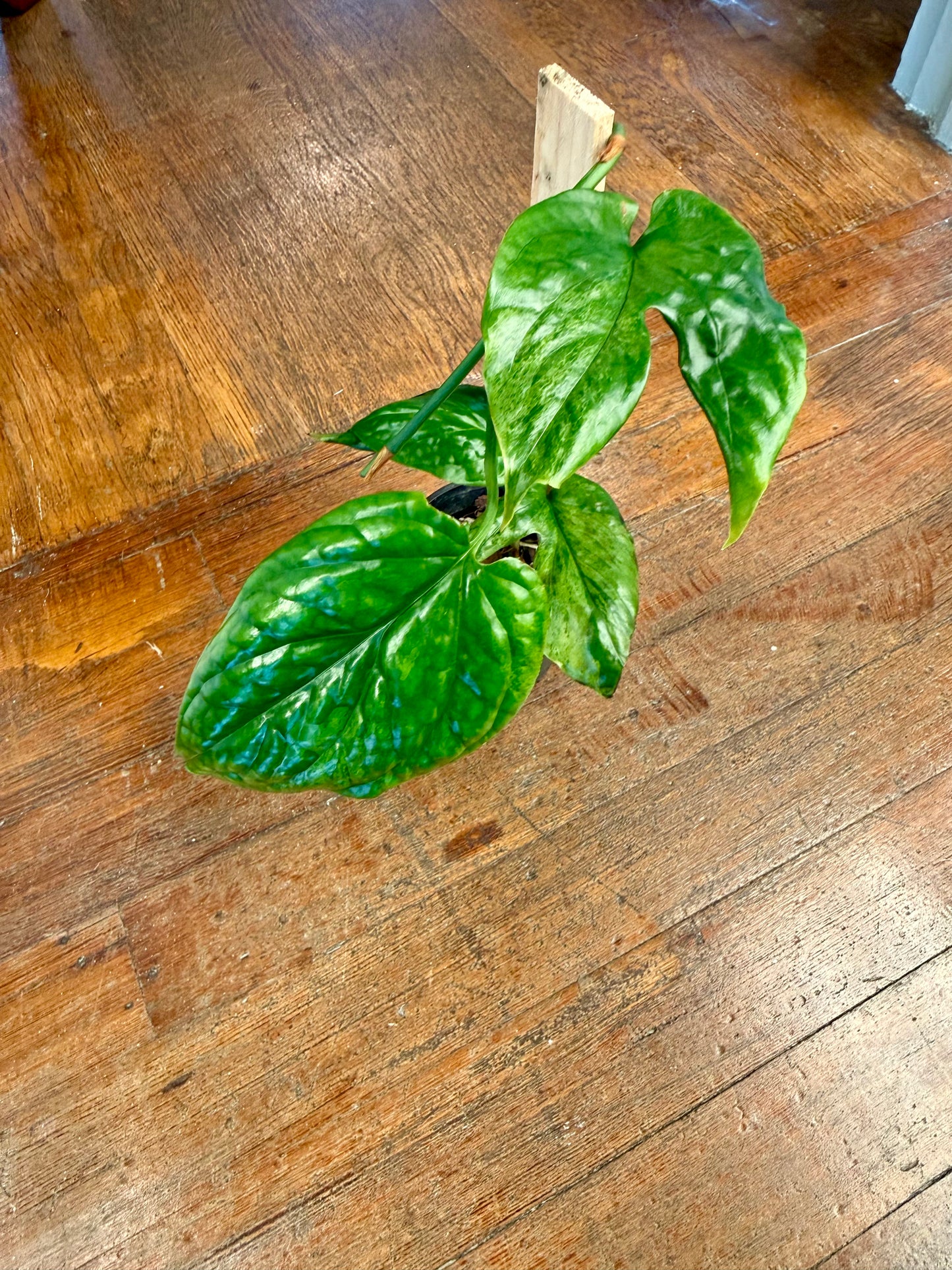 Amydrium Medium Variegated Mint
