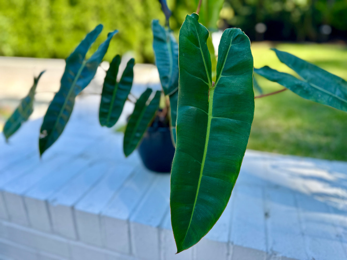 Philodendron Billieatiea Croate