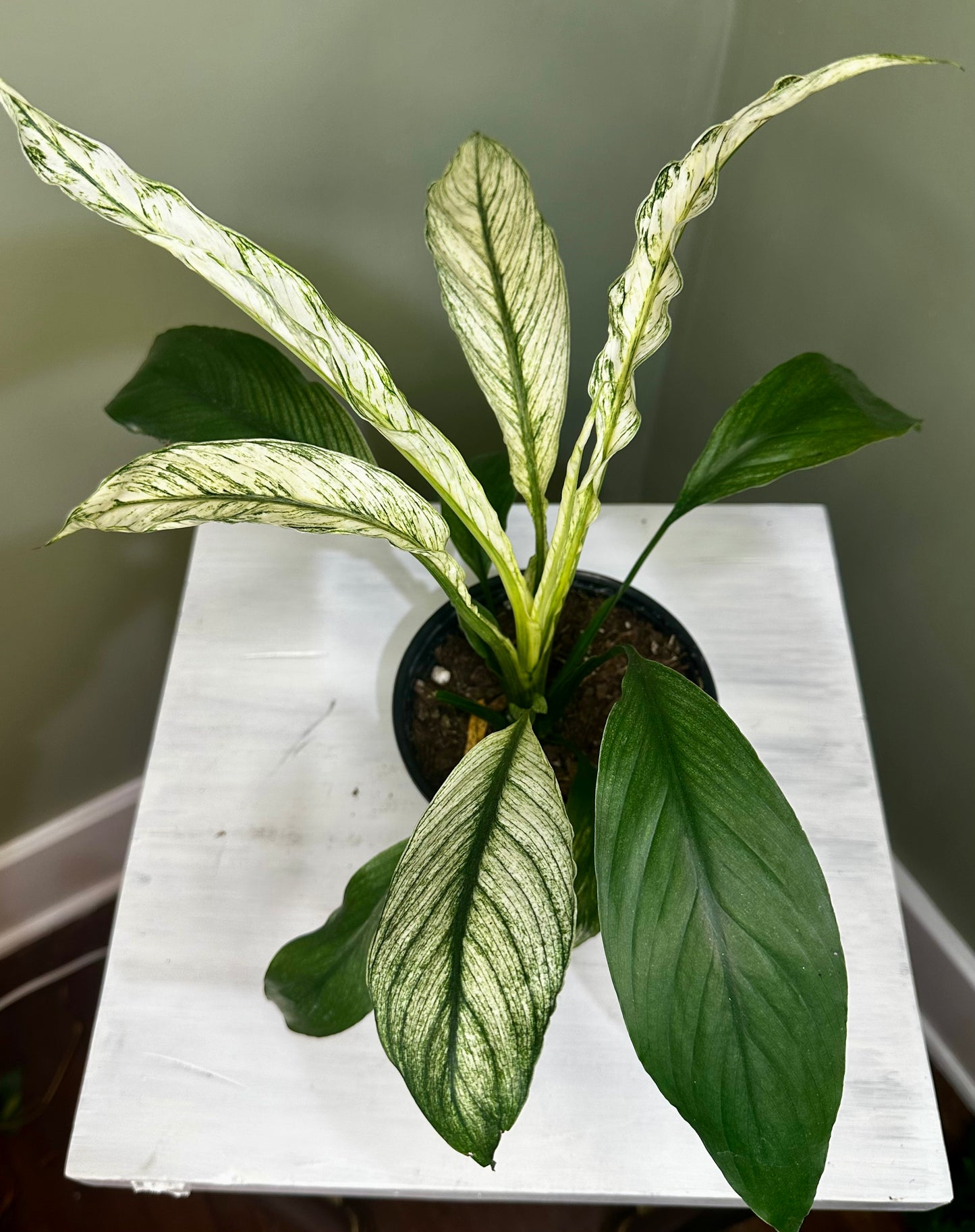 Spathiphyllum Sensation Variegated