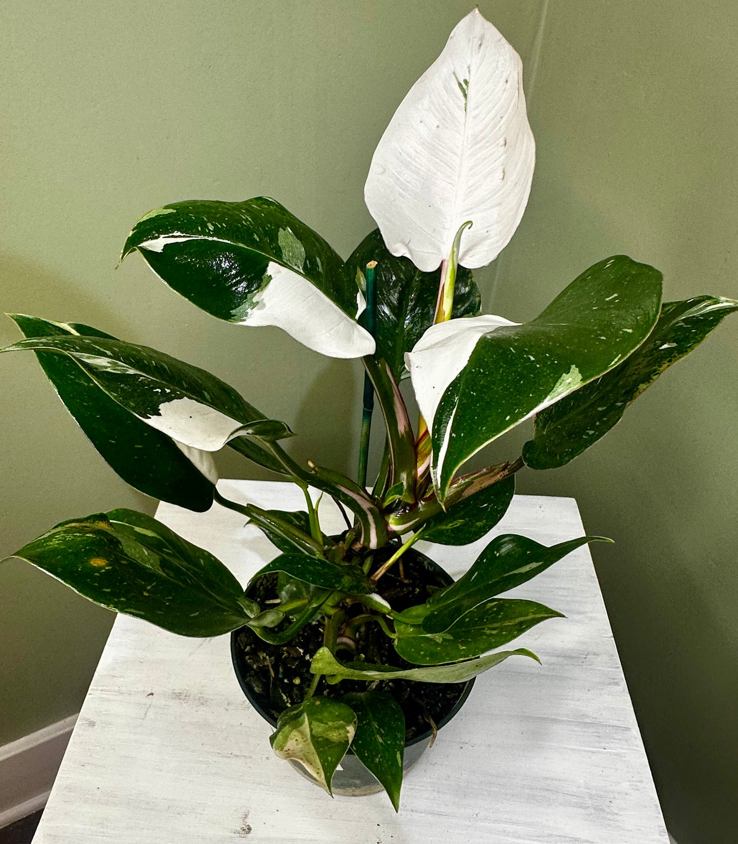 Philodendron White Princess