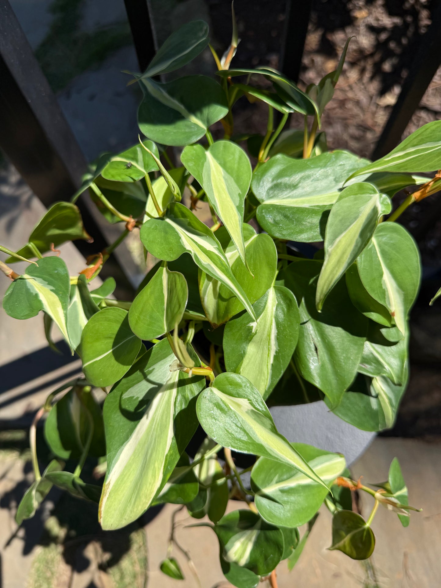 Philodendron Hederaceum Rio