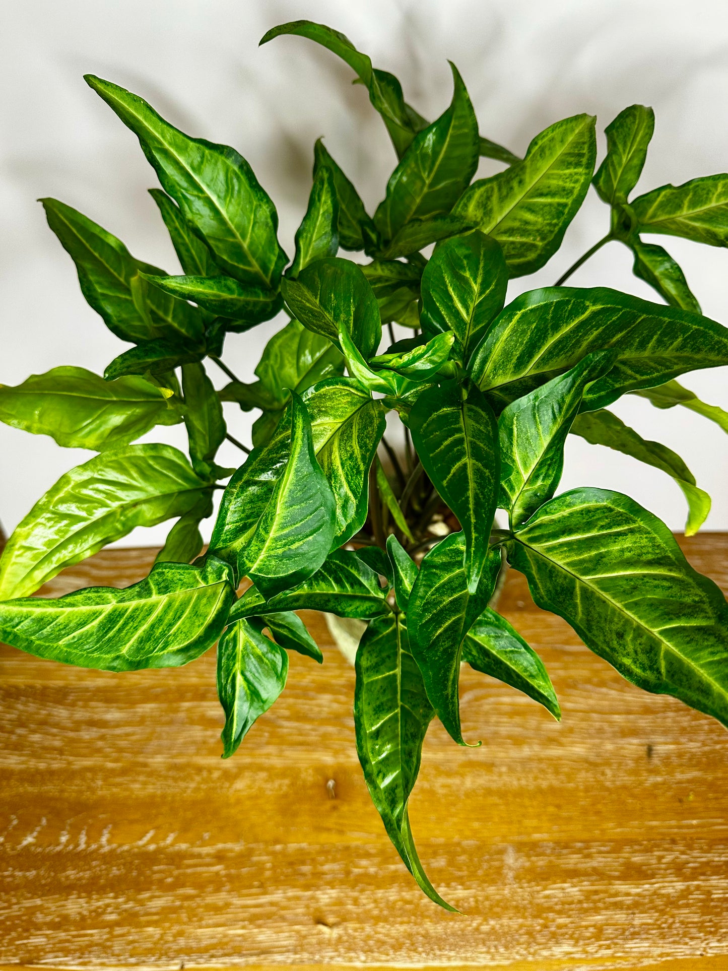 Syngonium Angustatum Little Star