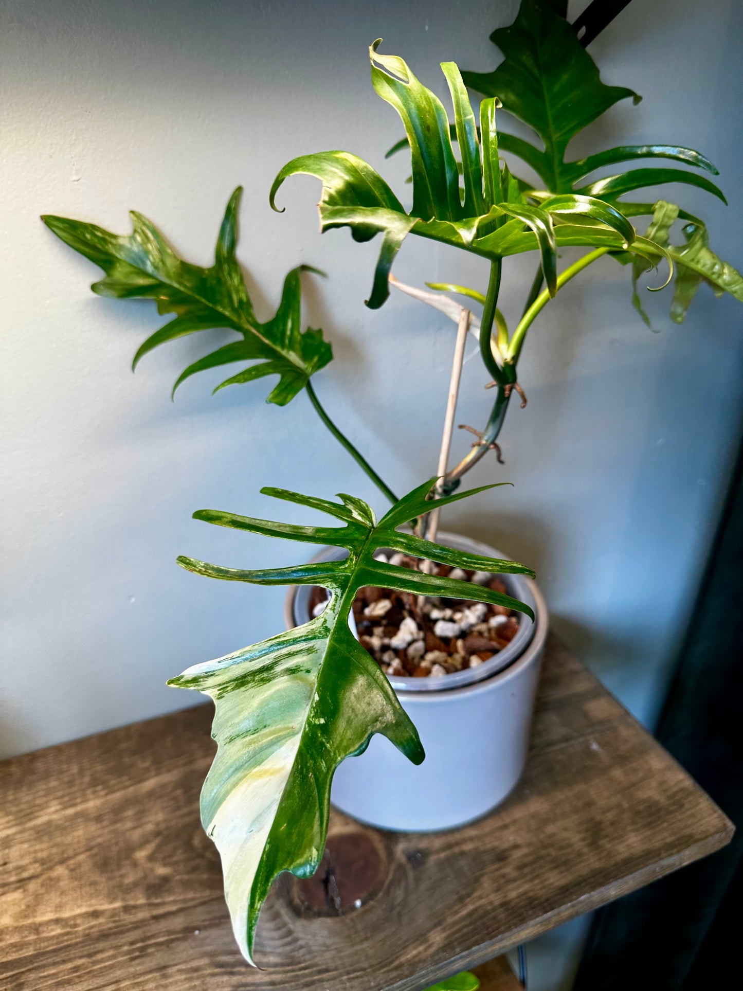 Philodendron Florida Beauty X Tortem