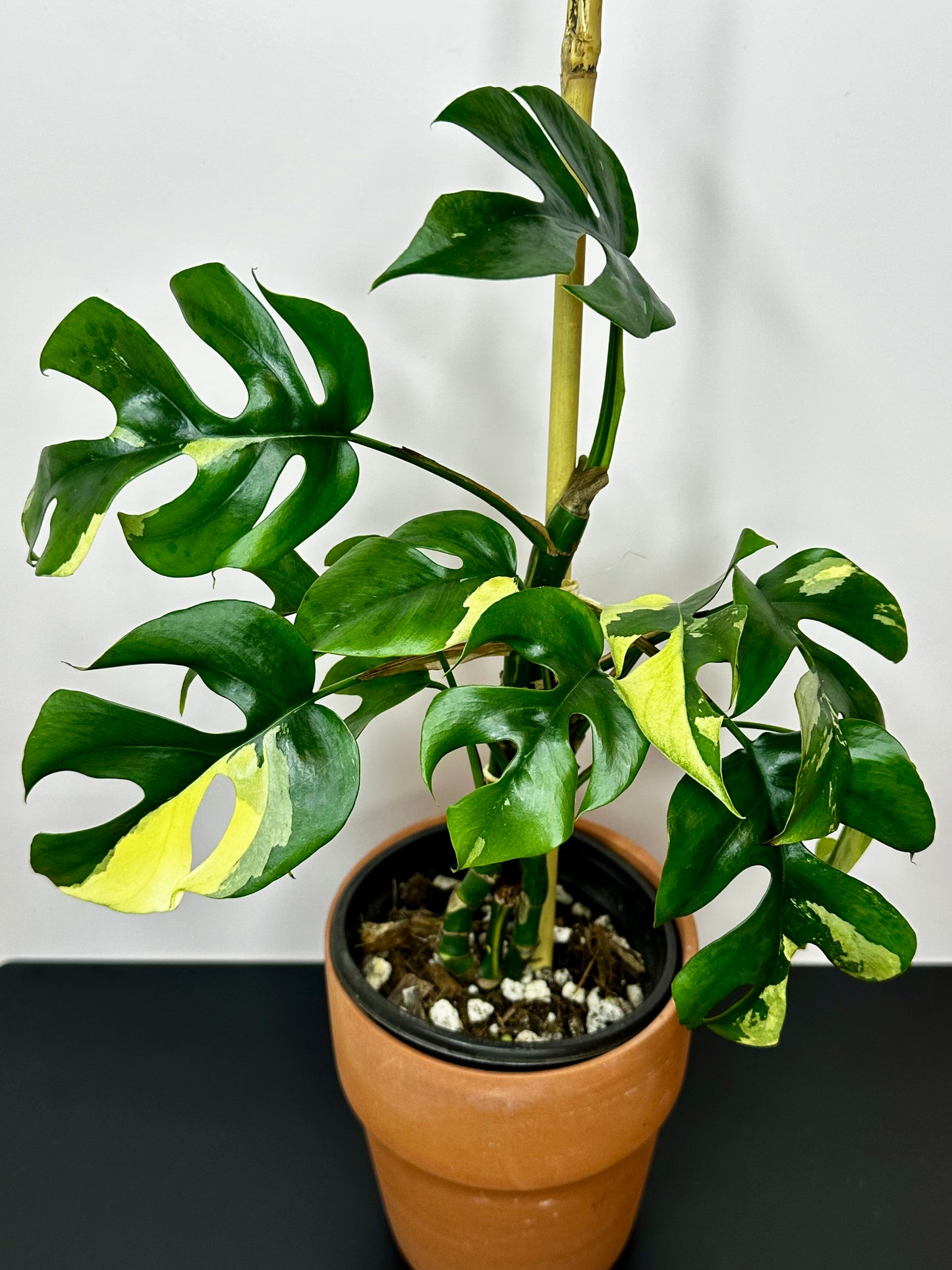 Rhaphidophora Tetrasperma Albo