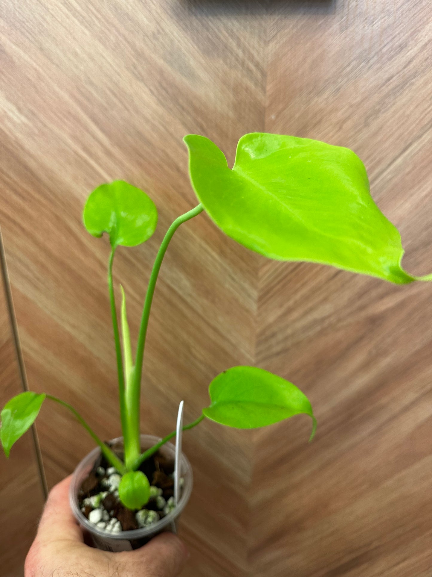 Monstera Lemon Lime
