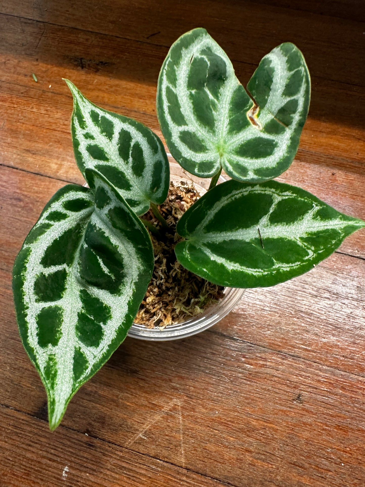 Anthurium Magnificum X Silver Blush