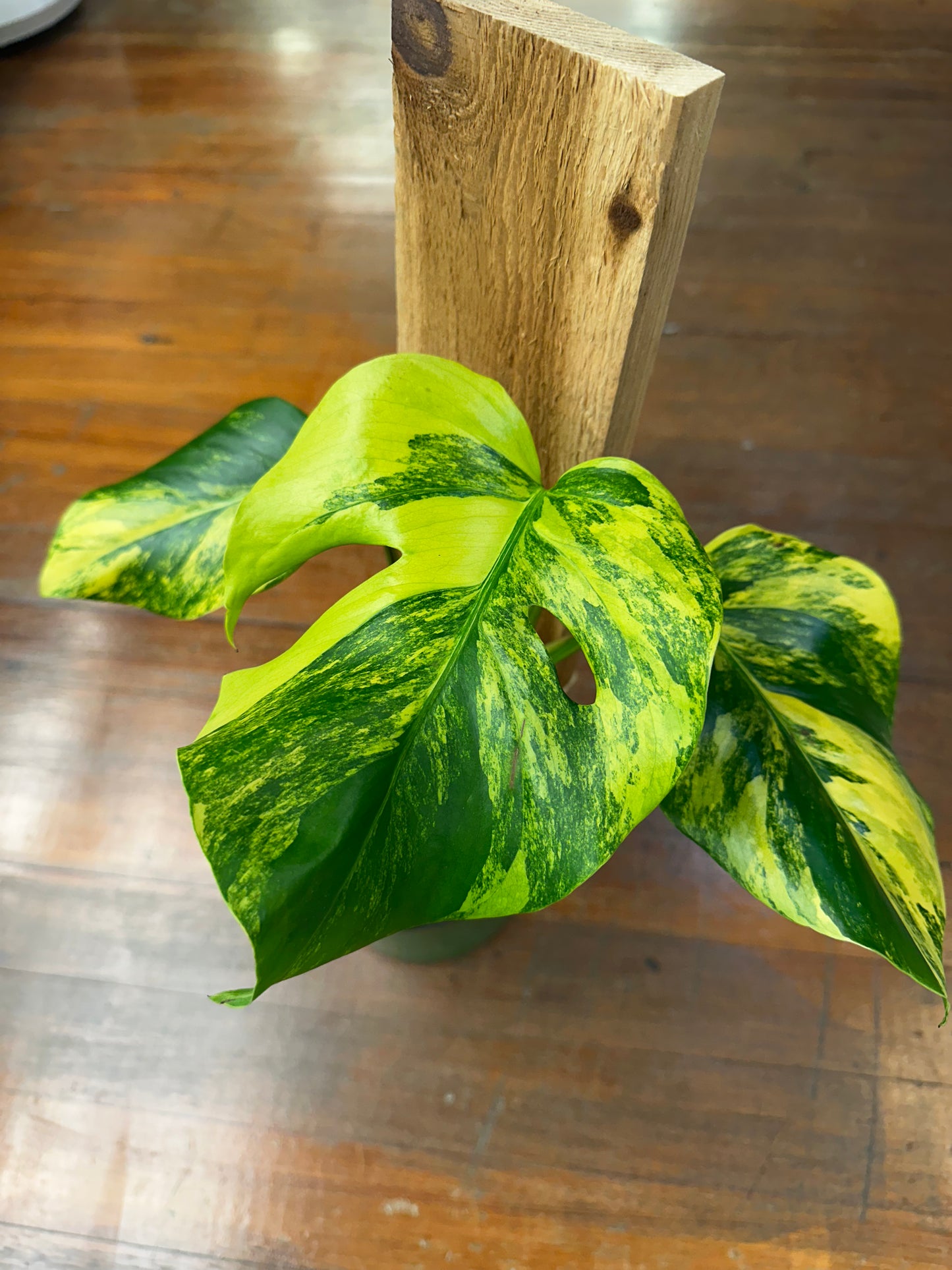 Monstera Aurea Tri Color
