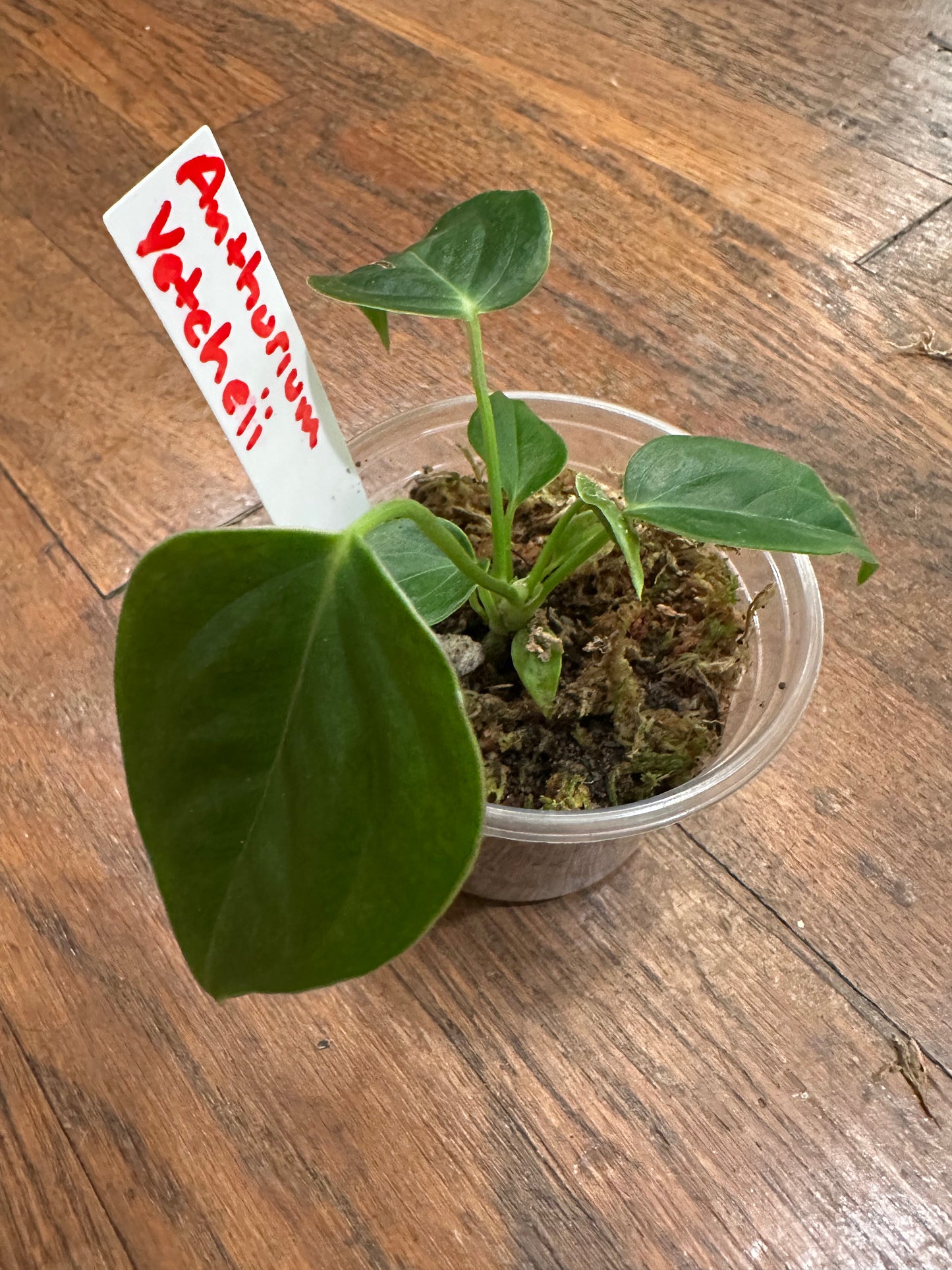 Anthurium Vetcheii